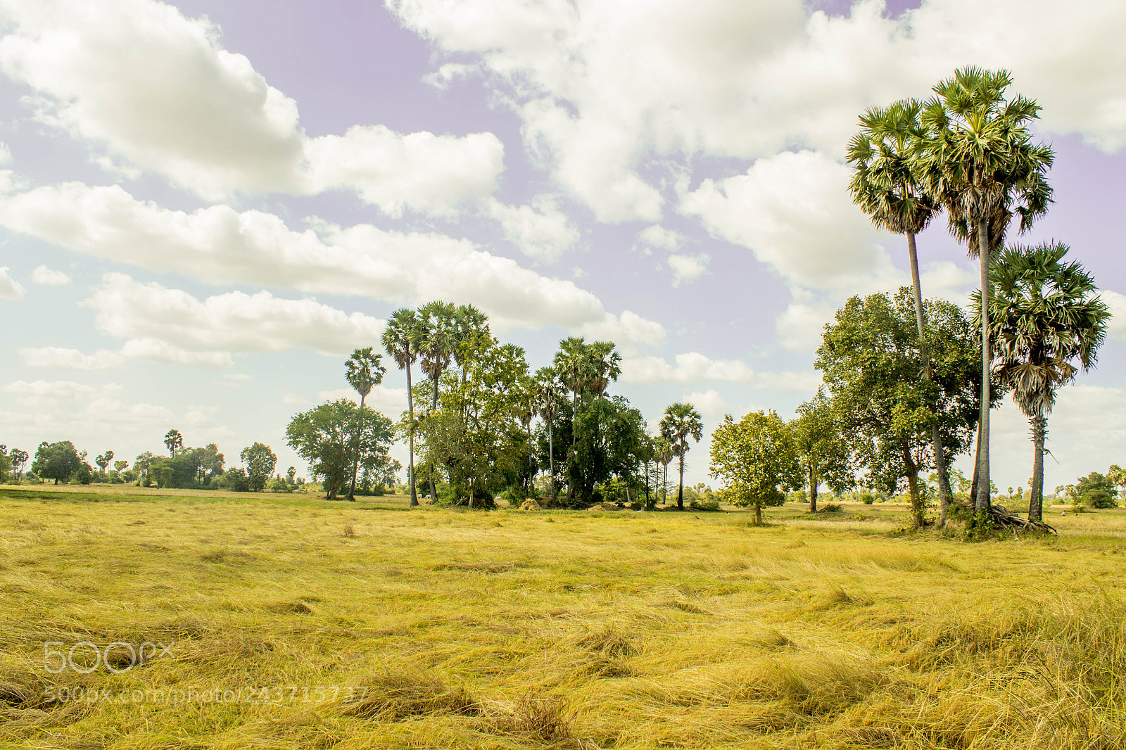 Canon EOS 1100D (EOS Rebel T3 / EOS Kiss X50) sample photo. Rice field, palm tree photography
