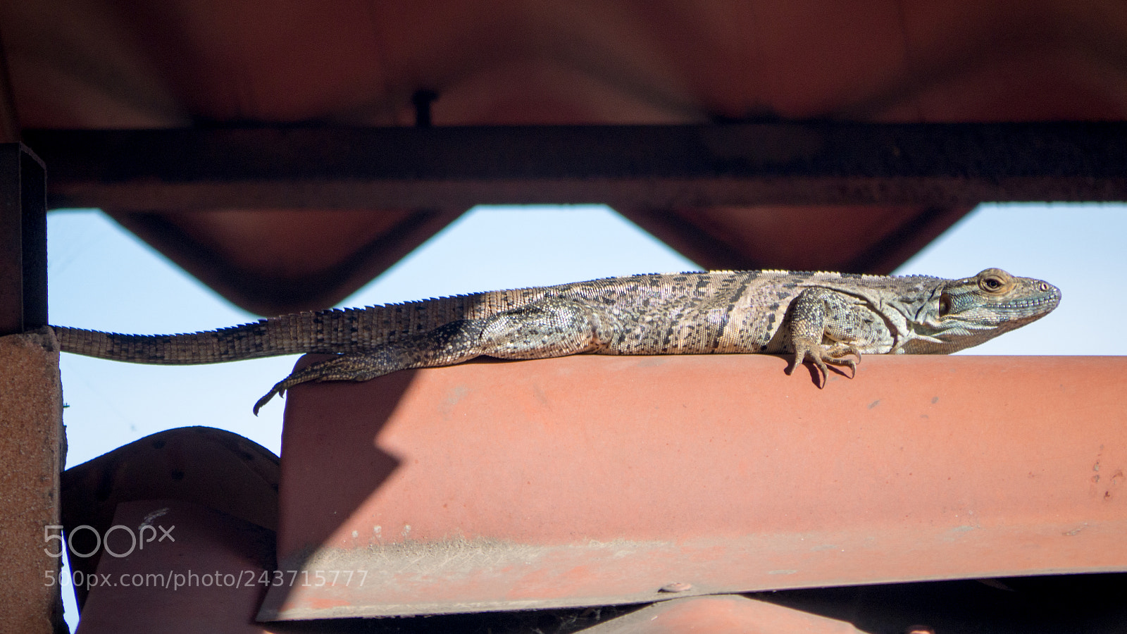 Olympus OM-D E-M10 sample photo. Little lizard photography