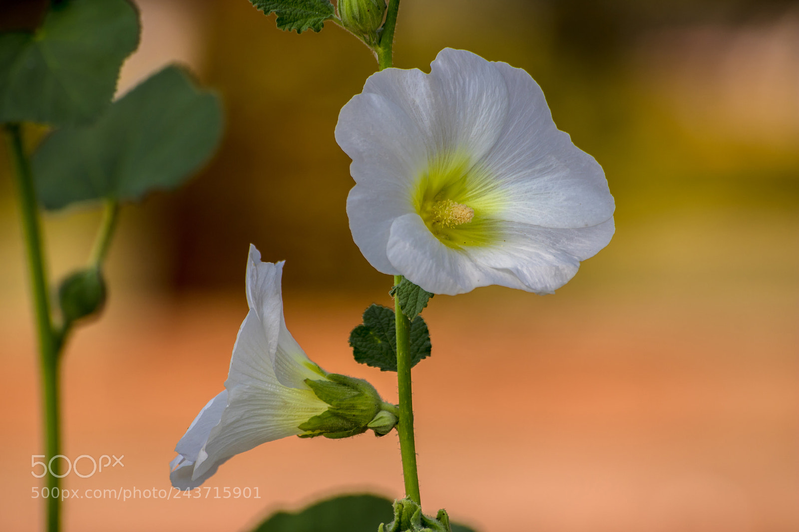 Canon EOS 750D (EOS Rebel T6i / EOS Kiss X8i) sample photo. The beautiful photography