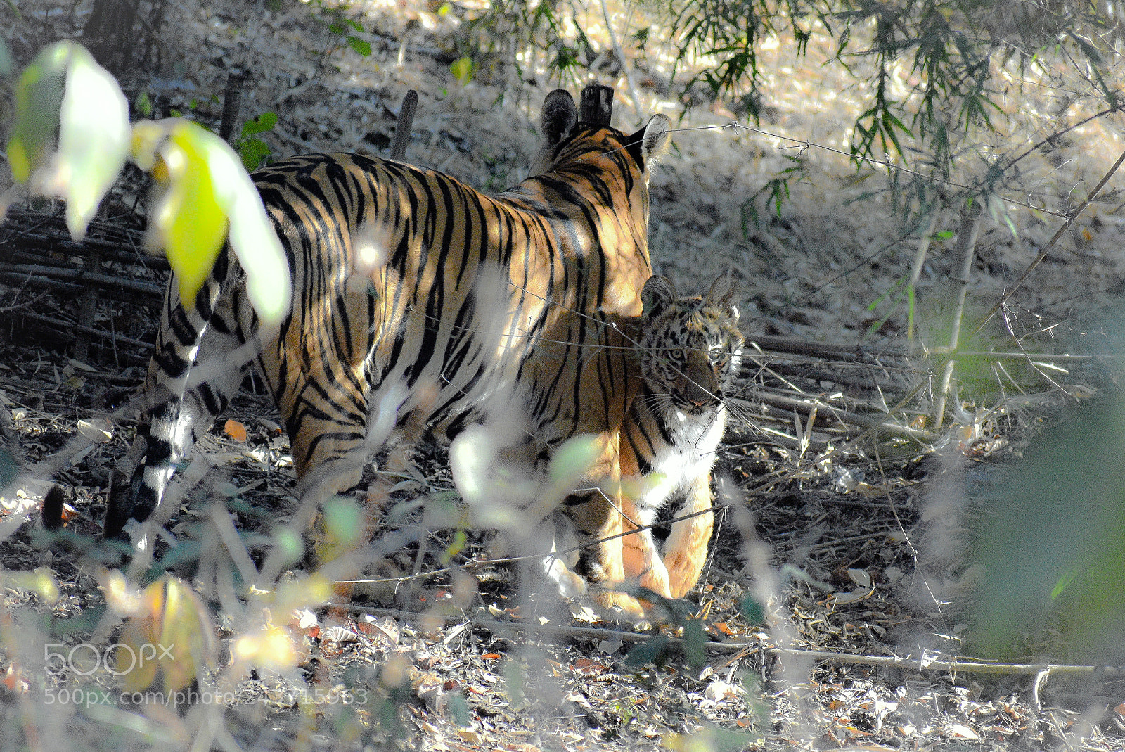 Nikon D3400 sample photo. Eyes to eyes contact.!!! photography