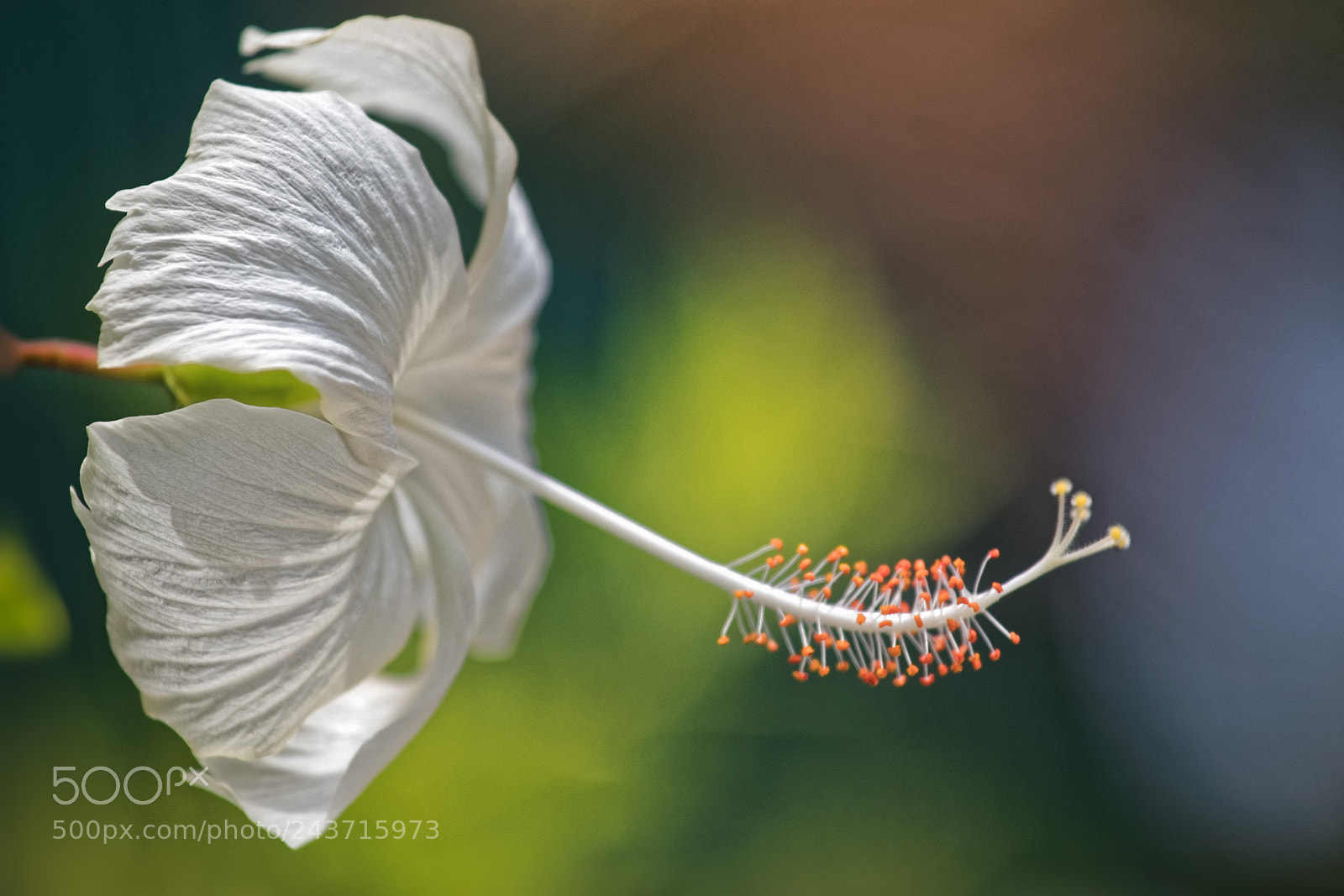 Canon EOS M5 sample photo. White hibiscus photography