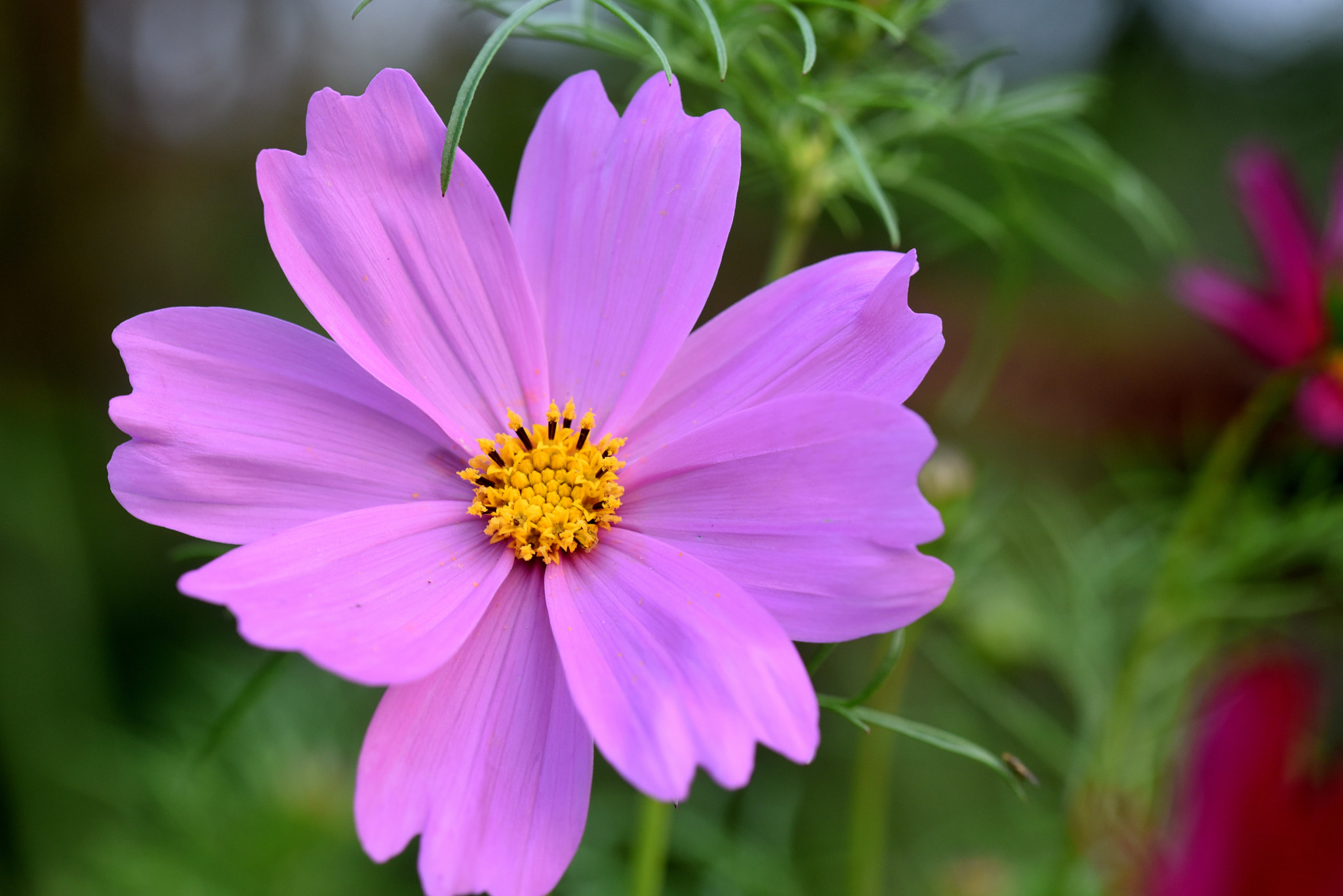 Sigma 105mm F2.8 EX DG OS HSM sample photo. 波斯菊 photography