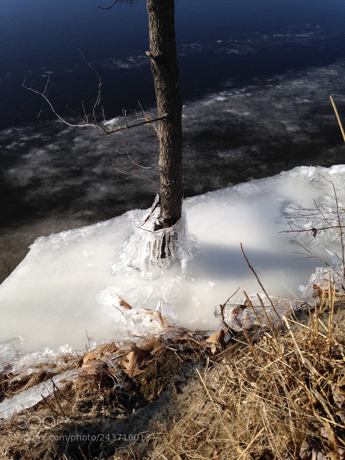 Apple iPhone 5 sample photo. Lone tree surrounded by photography