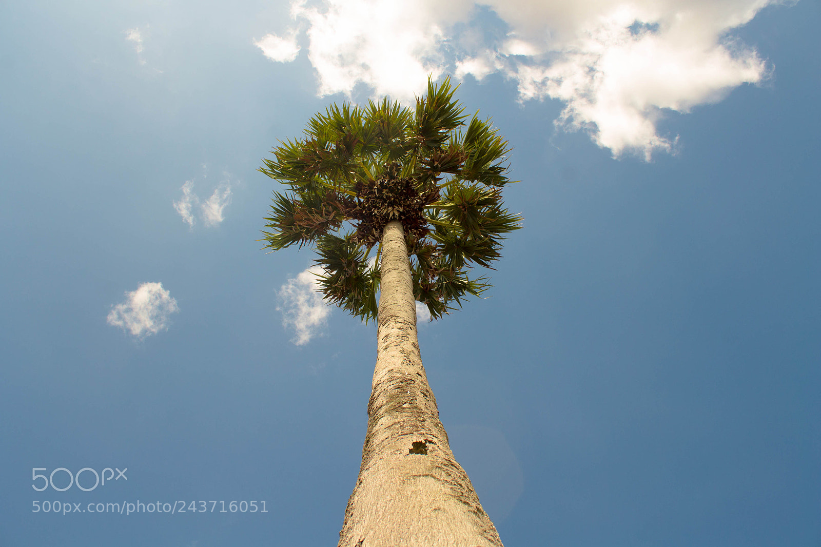 Canon EOS 1100D (EOS Rebel T3 / EOS Kiss X50) sample photo. The palm tree under photography