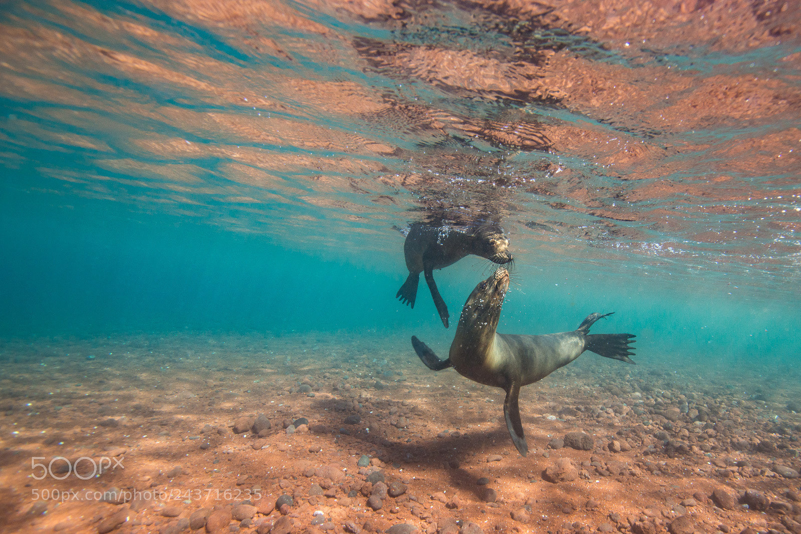 Nikon D800 sample photo. Gal pagos sea lion photography