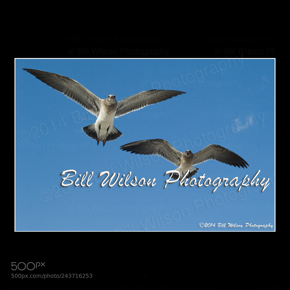 Nikon D2X sample photo. Gulls photography