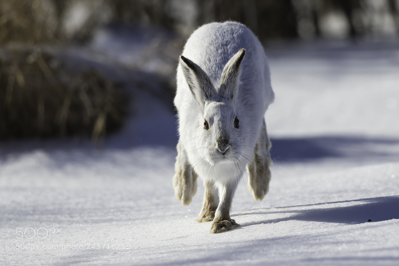 Canon EOS 7D Mark II sample photo. Did you say carrots!?! photography