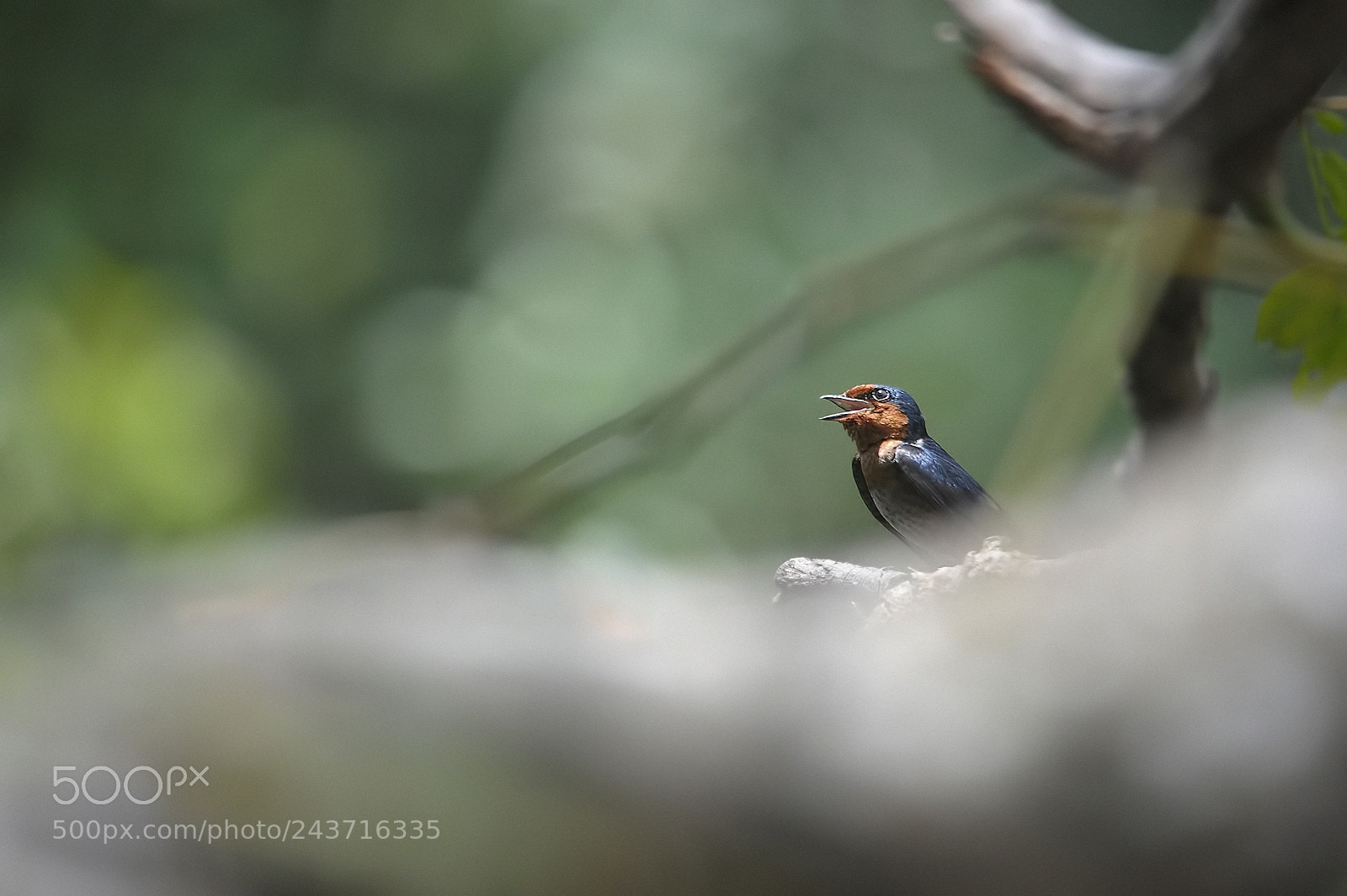 Nikon D3S sample photo. Hirundo rustica photography