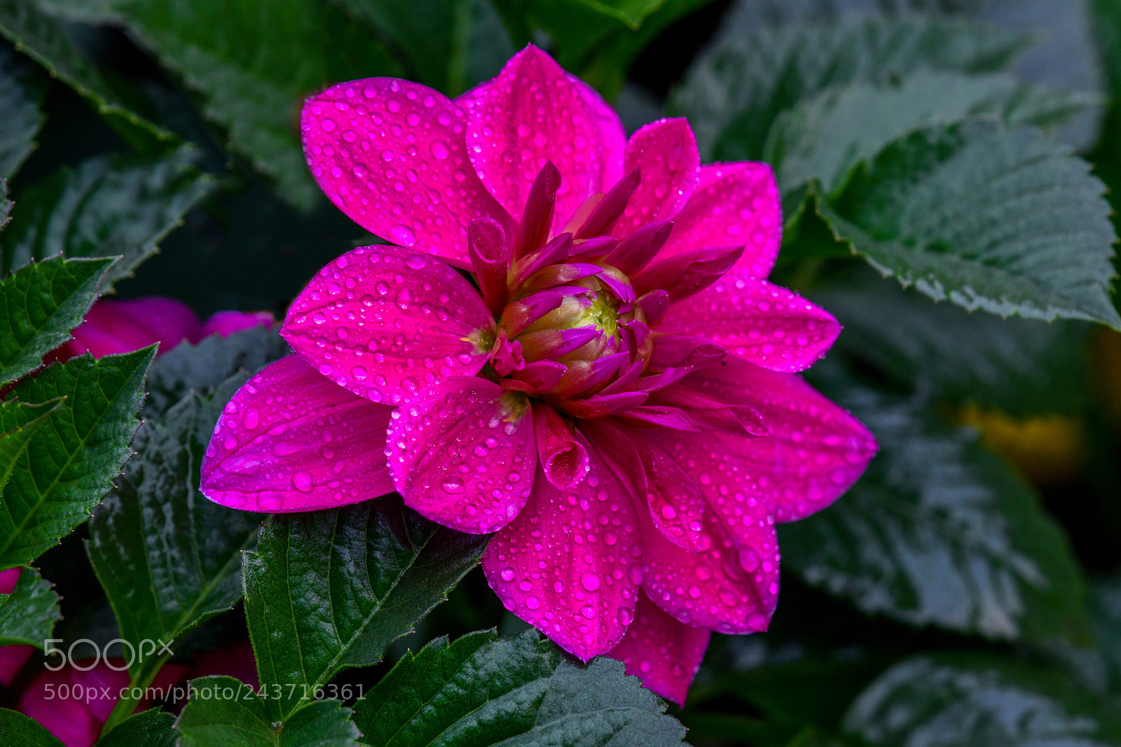 Nikon D850 sample photo. Pink dahlia blossom photography