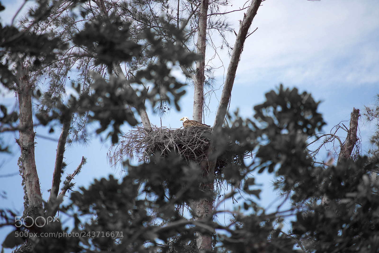 Canon EOS 700D (EOS Rebel T5i / EOS Kiss X7i) sample photo. Sanctuary eagle photography