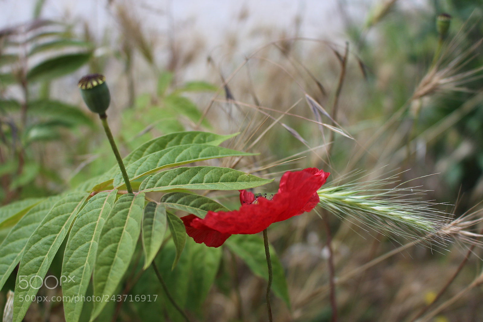 Canon EOS 100D (EOS Rebel SL1 / EOS Kiss X7) sample photo. Sweet red poppy flower photography