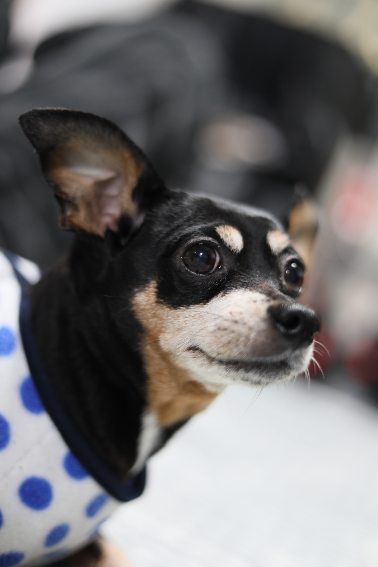 Canon EF 50mm F1.8 STM sample photo