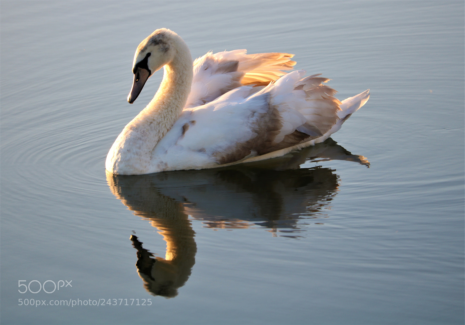 Canon EOS 750D (EOS Rebel T6i / EOS Kiss X8i) sample photo. Swan photography