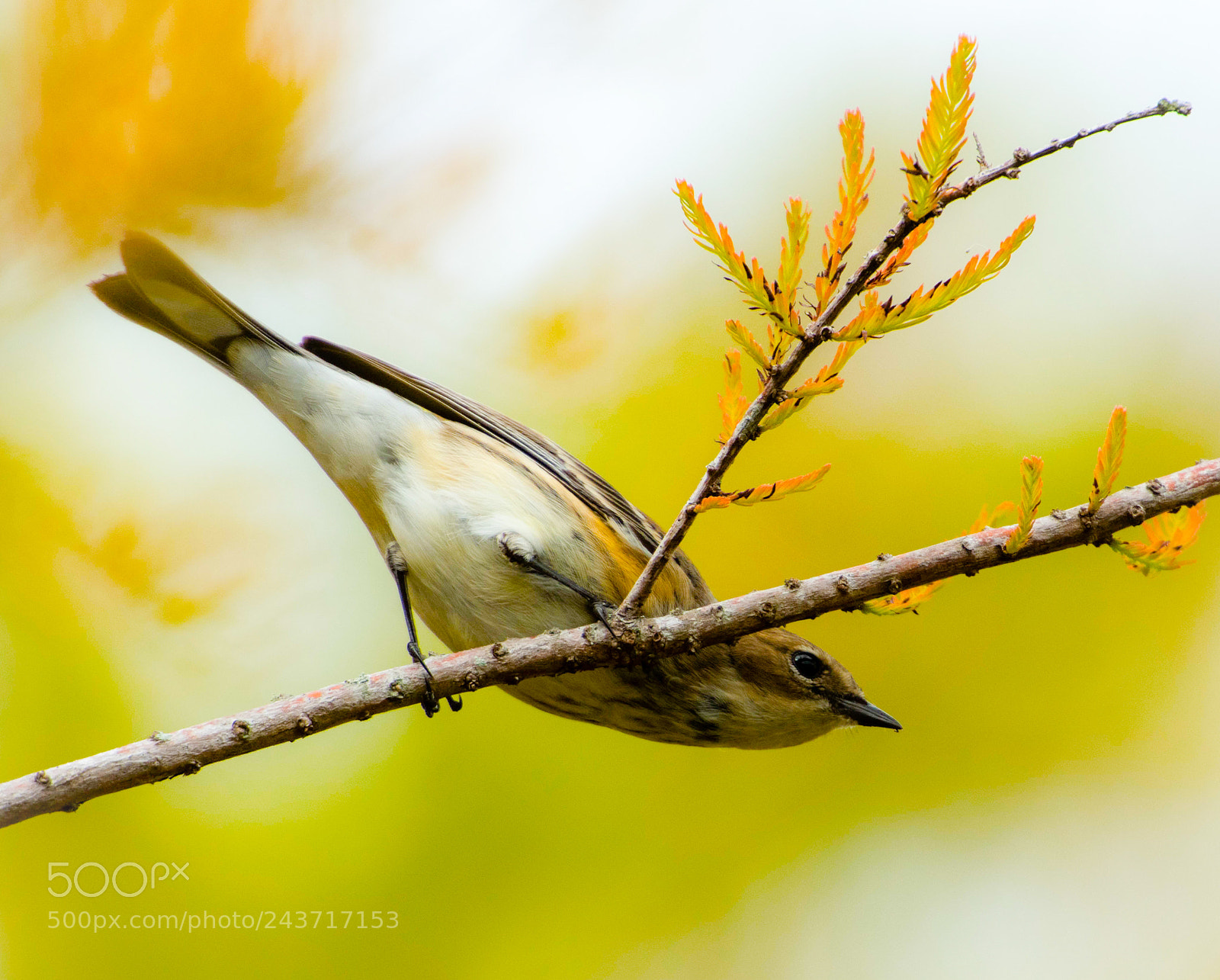 Nikon D810 sample photo. Untitled photography