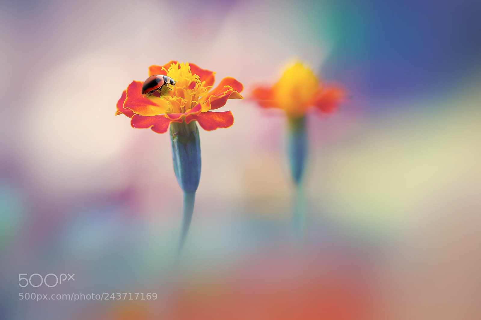 Nikon D90 sample photo. Lady bug with flowers photography