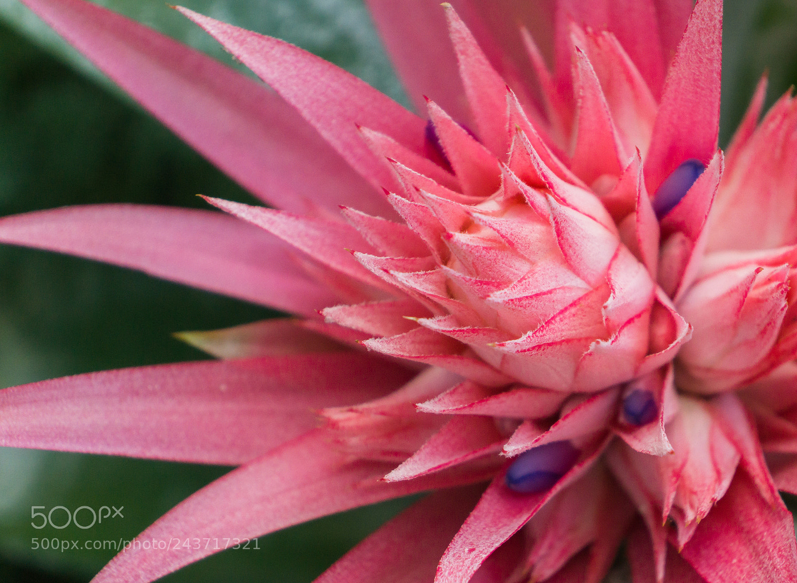 Sony Alpha NEX-7 sample photo. Untitled photography