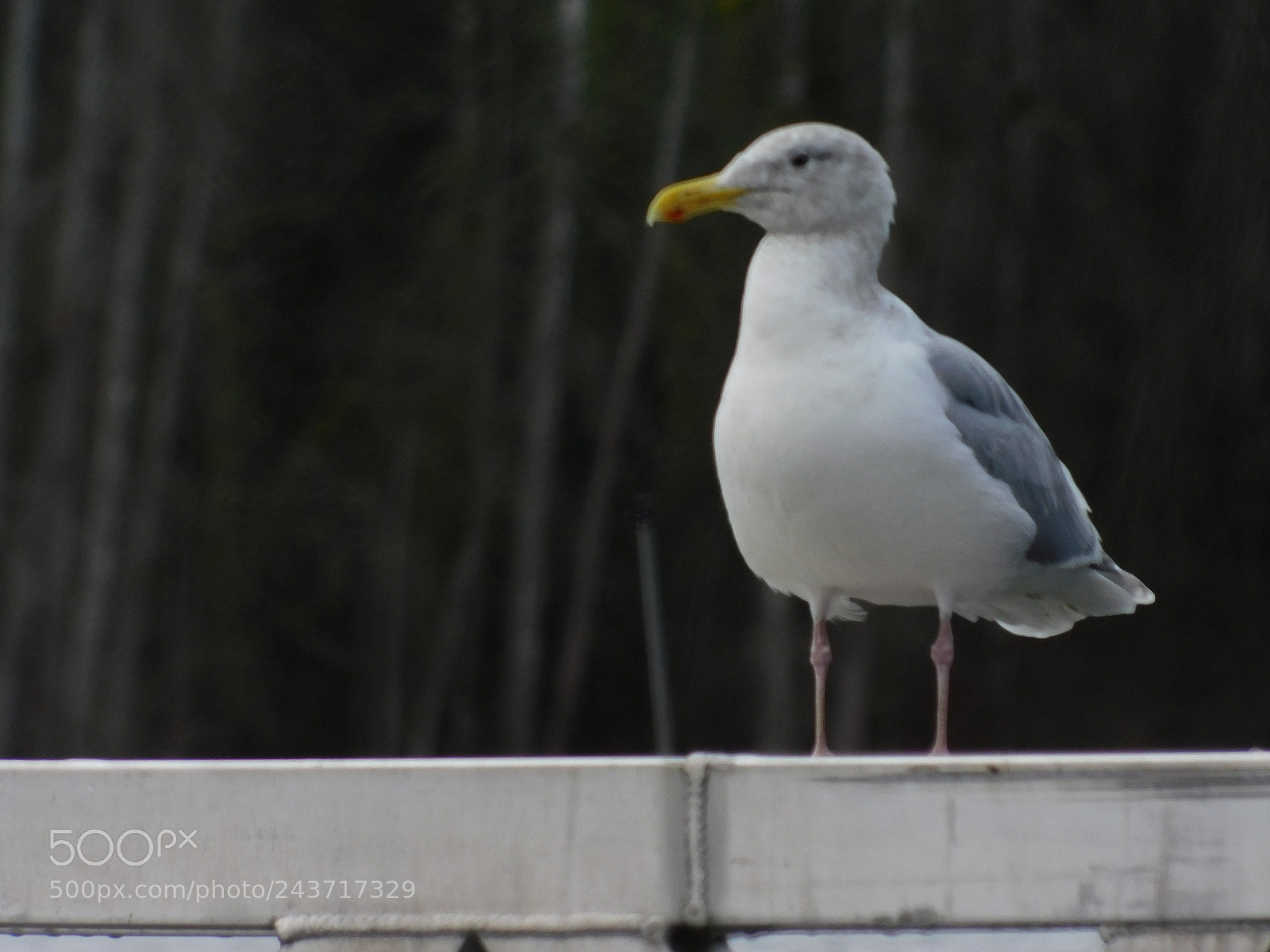 Nikon Coolpix B500 sample photo. American lake wa photography
