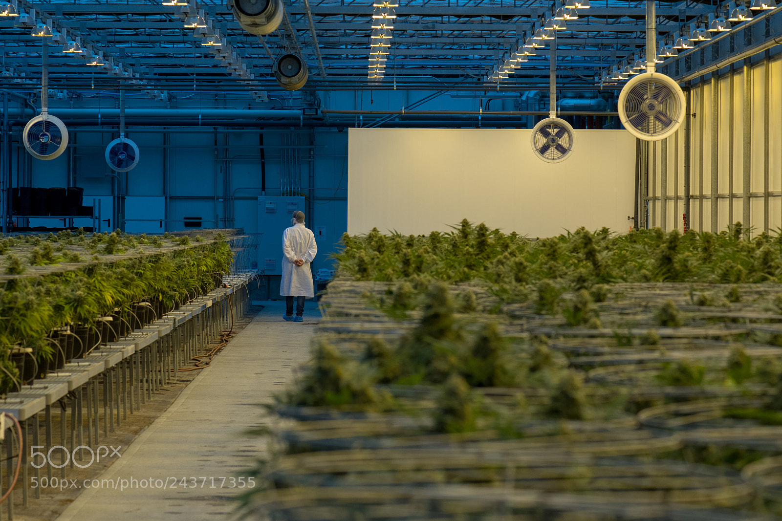 Nikon D7500 sample photo. Medical cannabis facility photography