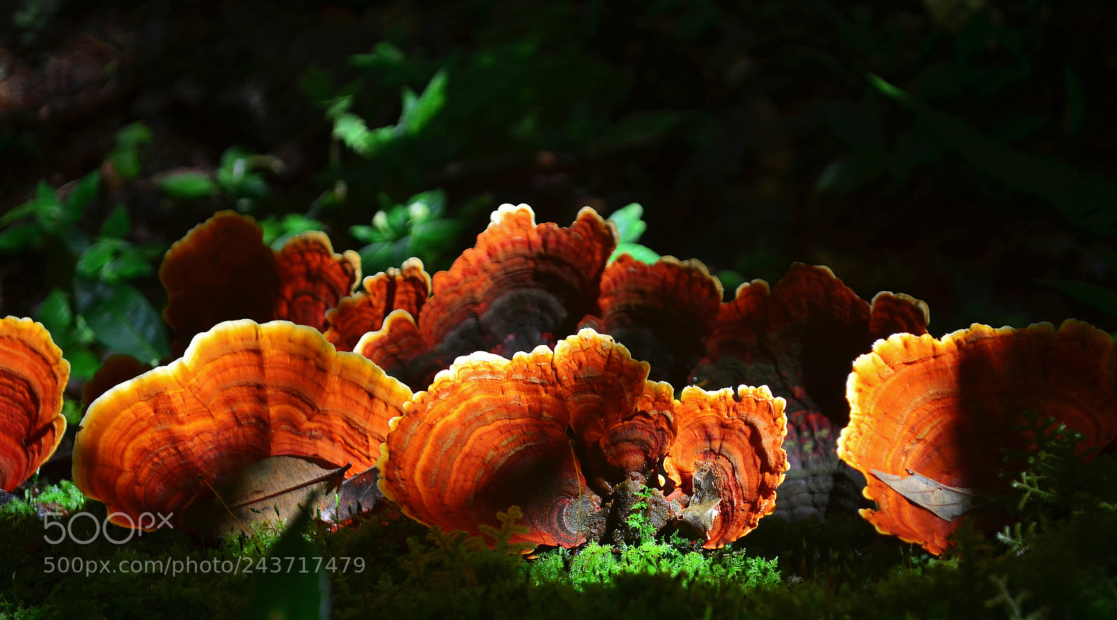 Nikon D5100 sample photo. Autumn colors photography