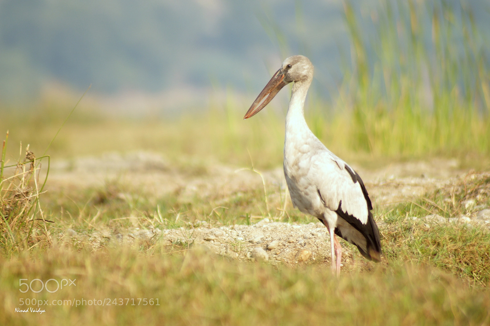 Sony SLT-A58 sample photo. Asian openbill stork photography