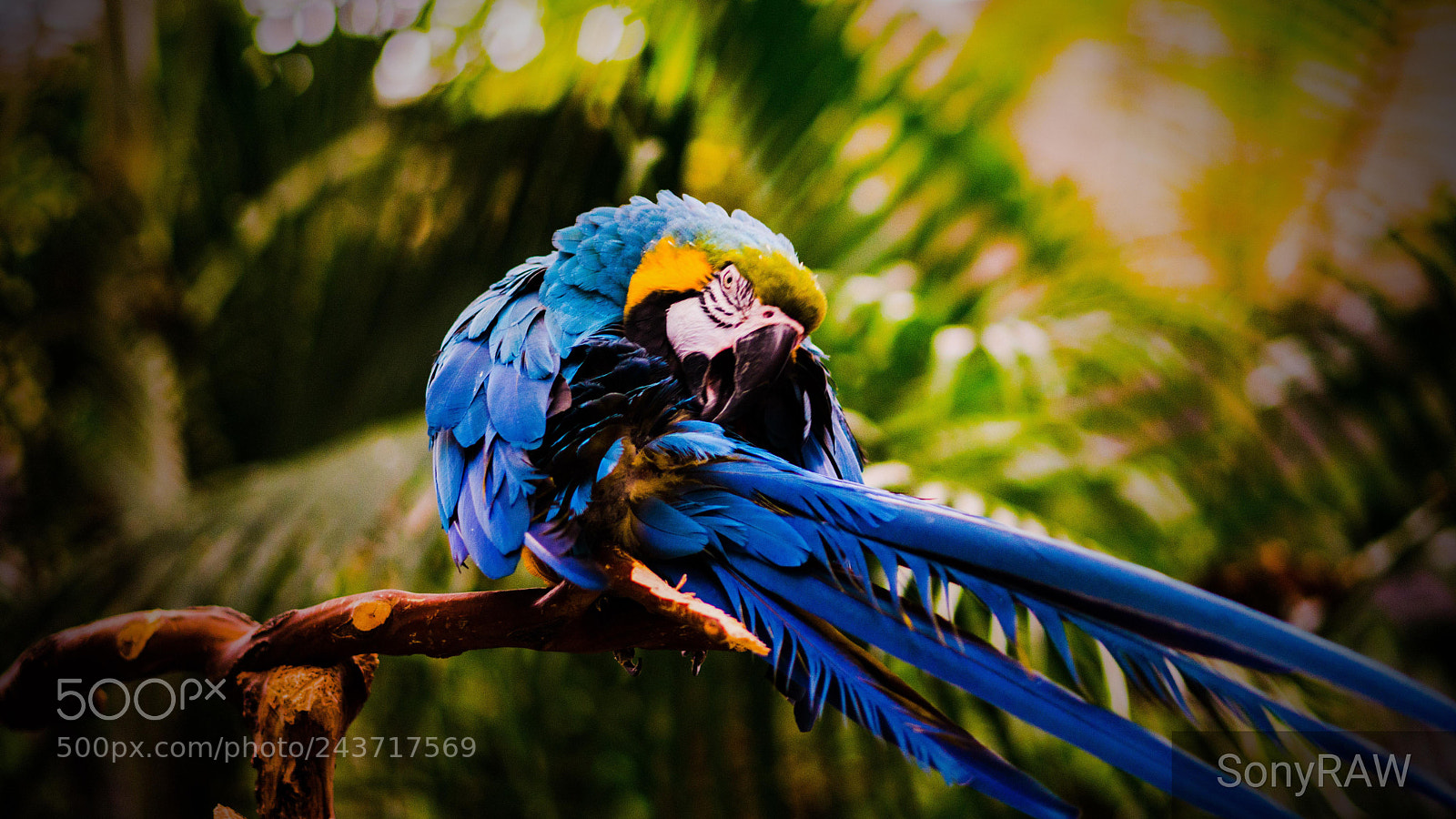 Sony a6500 sample photo. Self cleaning parrot photography