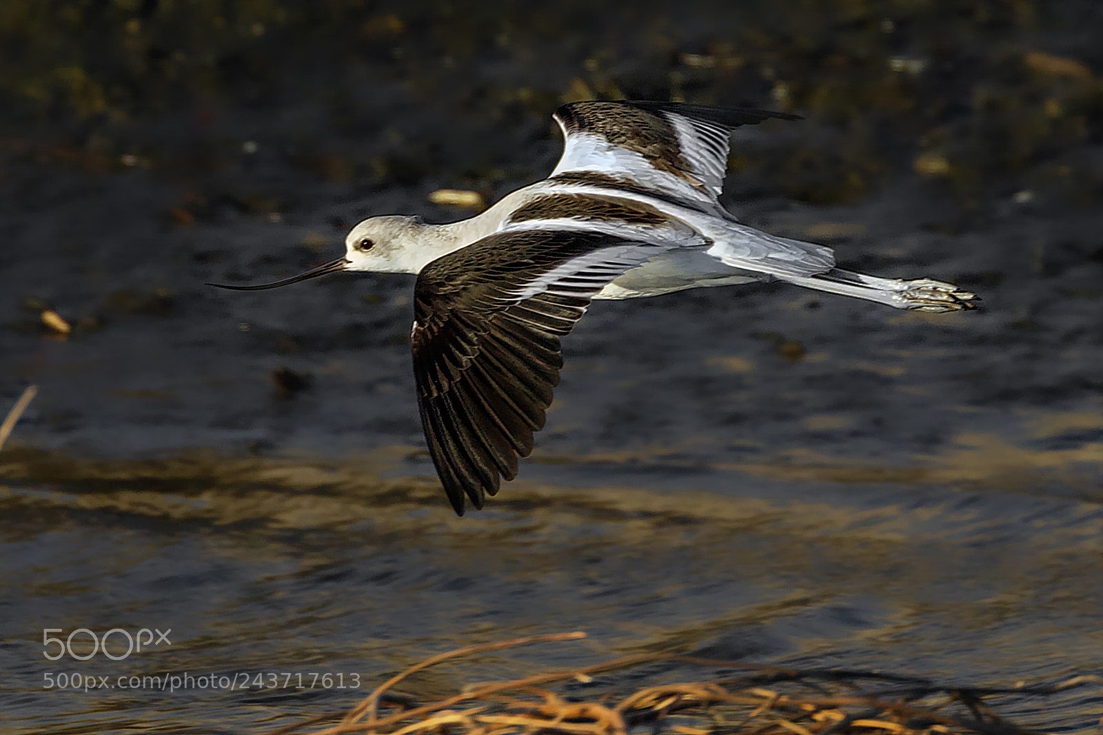 Canon EOS 7D Mark II sample photo. Avocet flyby photography