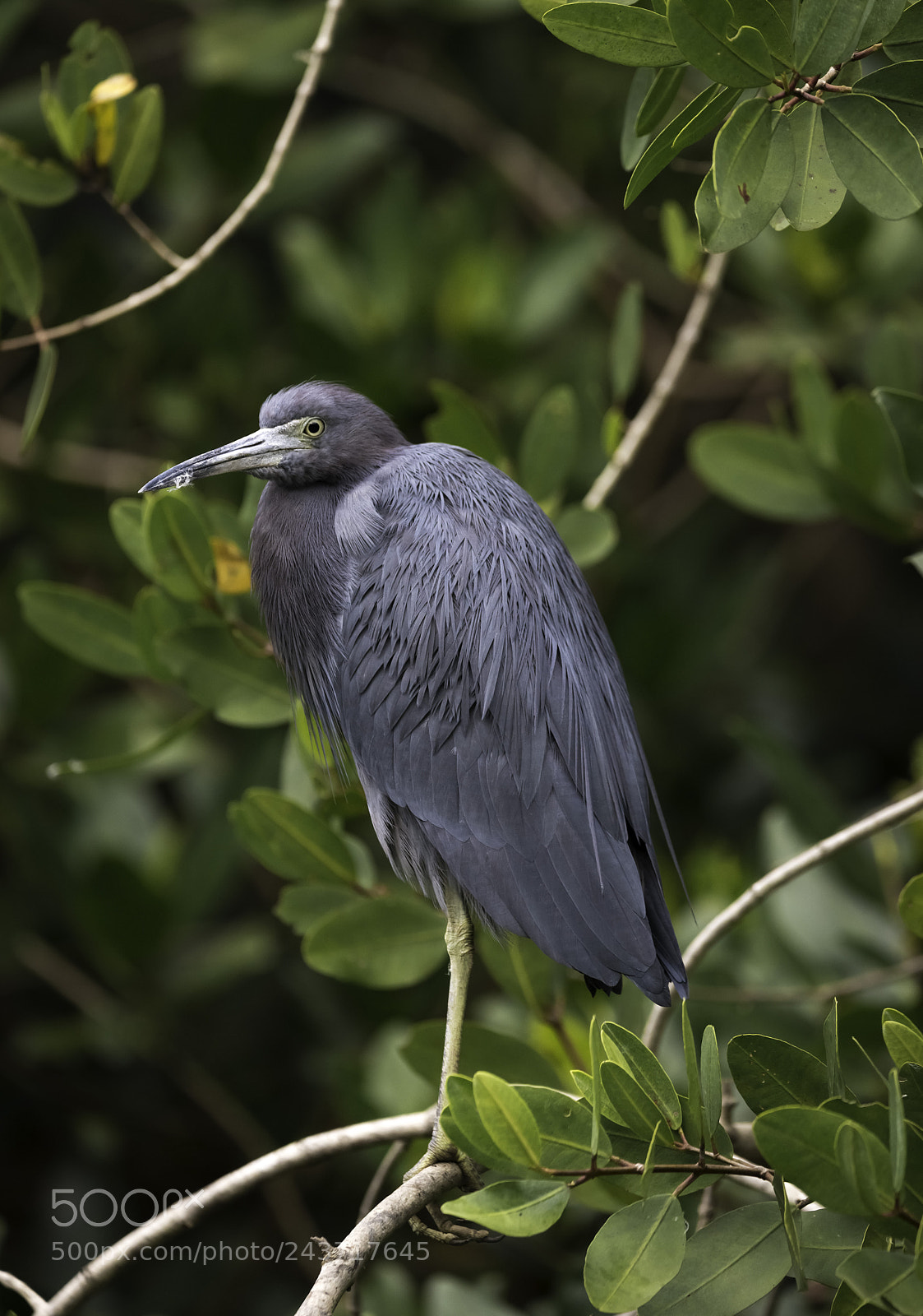 Nikon D610 sample photo. Blue heron photography