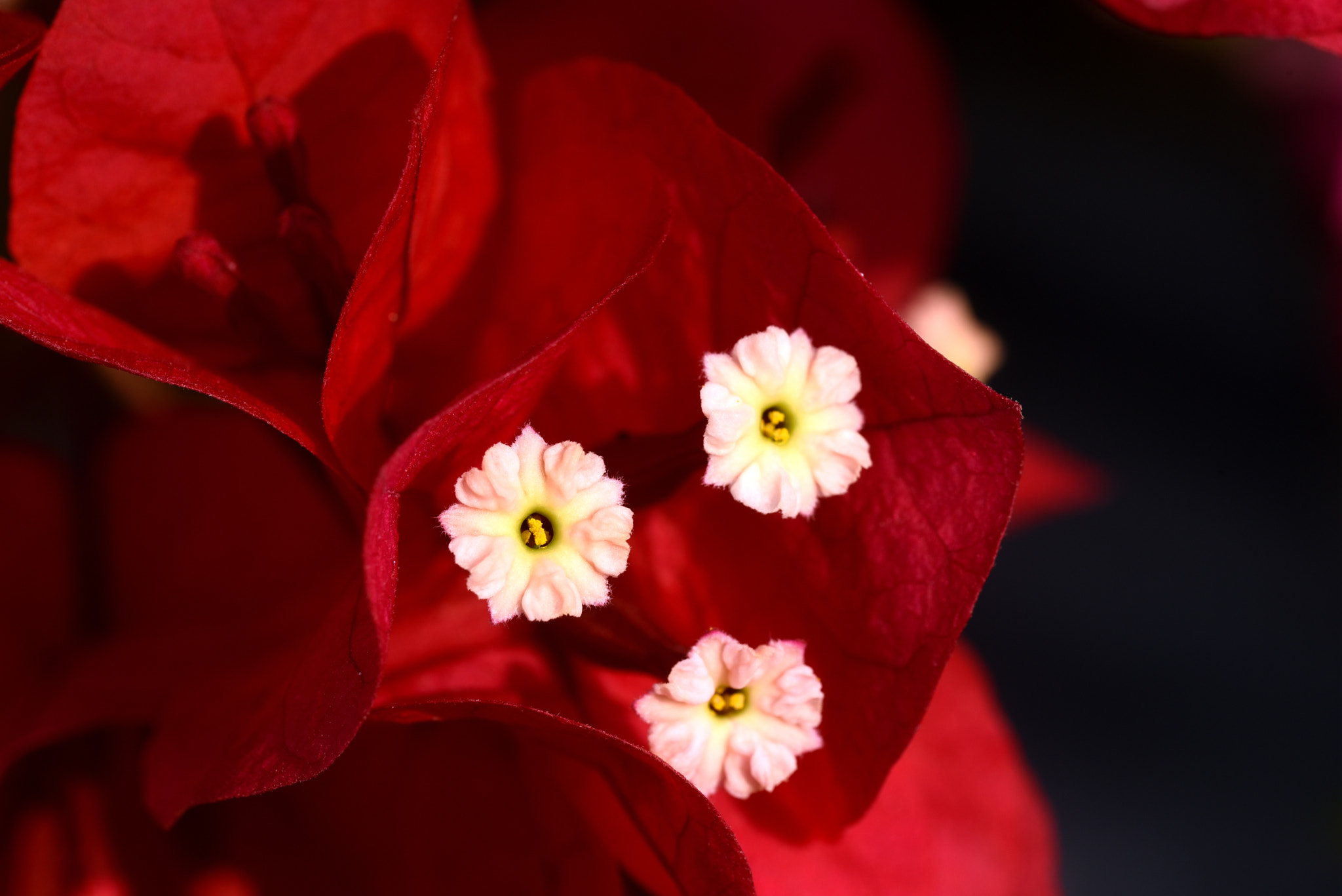 Sigma 105mm F2.8 EX DG OS HSM sample photo. 九重葛 photography