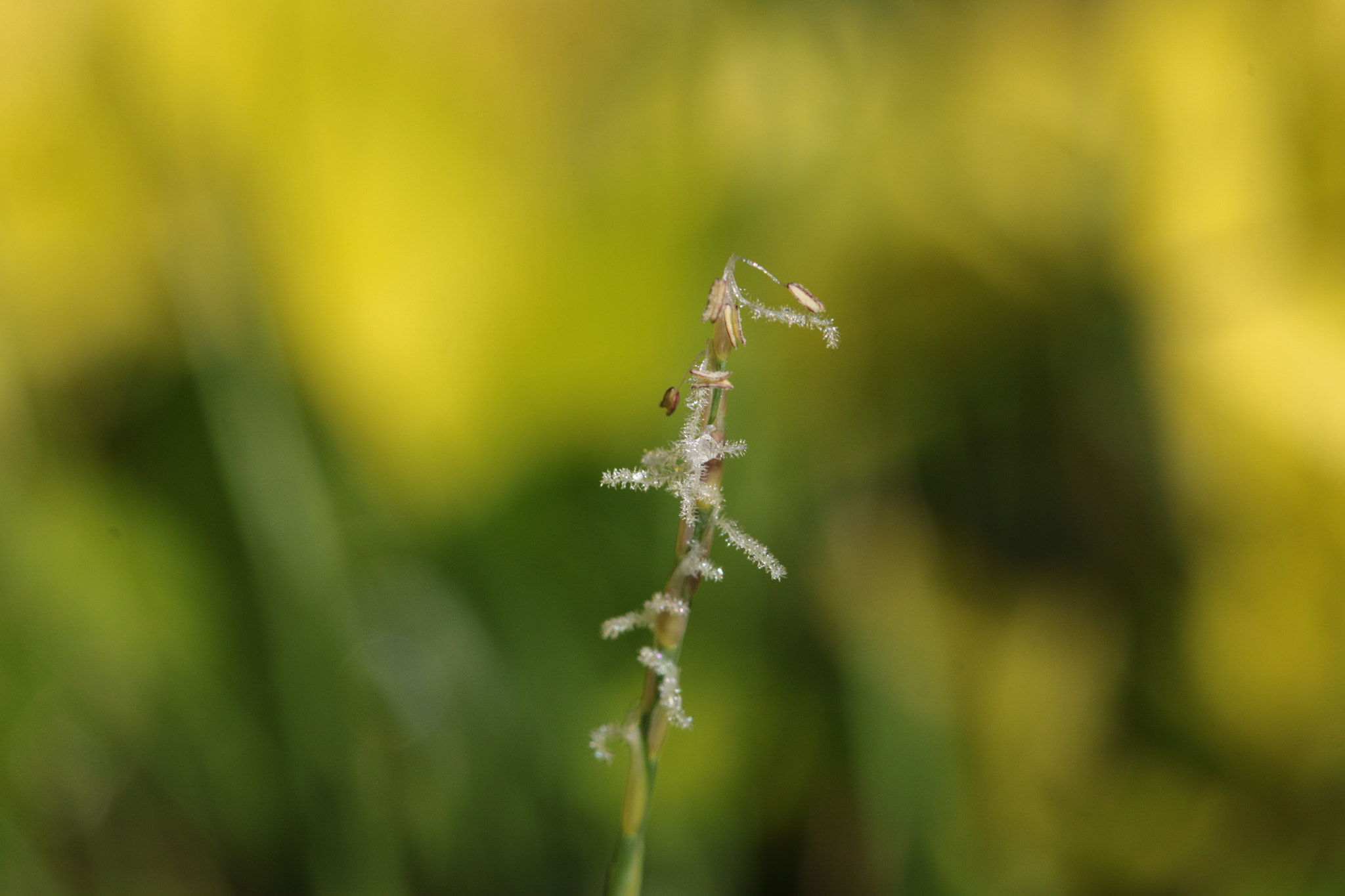 Canon EOS 70D + Canon EF 22-55mm f/4-5.6 USM sample photo. Green blade of grass standing on its own photography