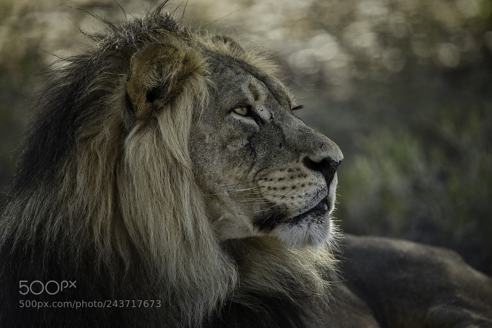 Canon EOS-1D X sample photo. Old lion king photography