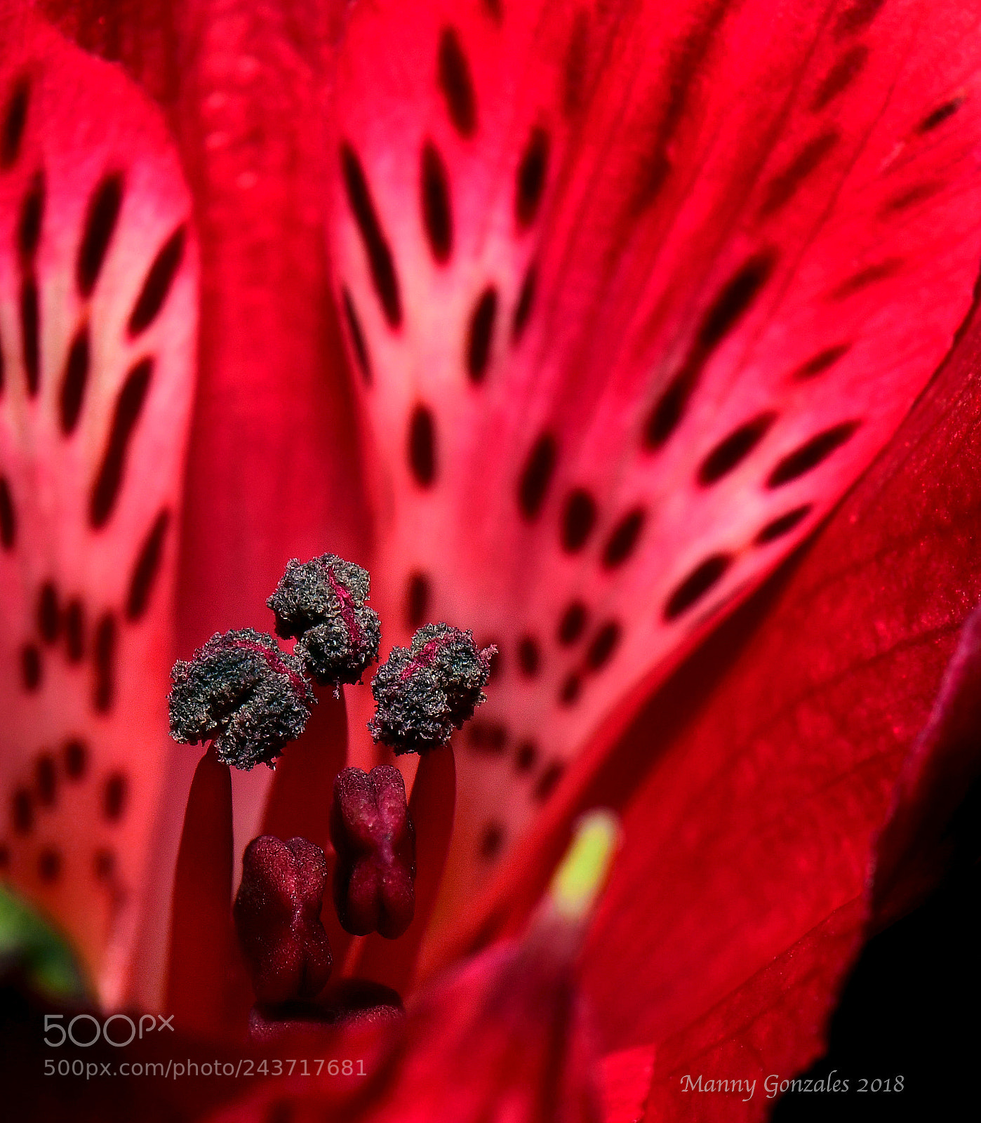 Nikon D850 sample photo. Anthers photography