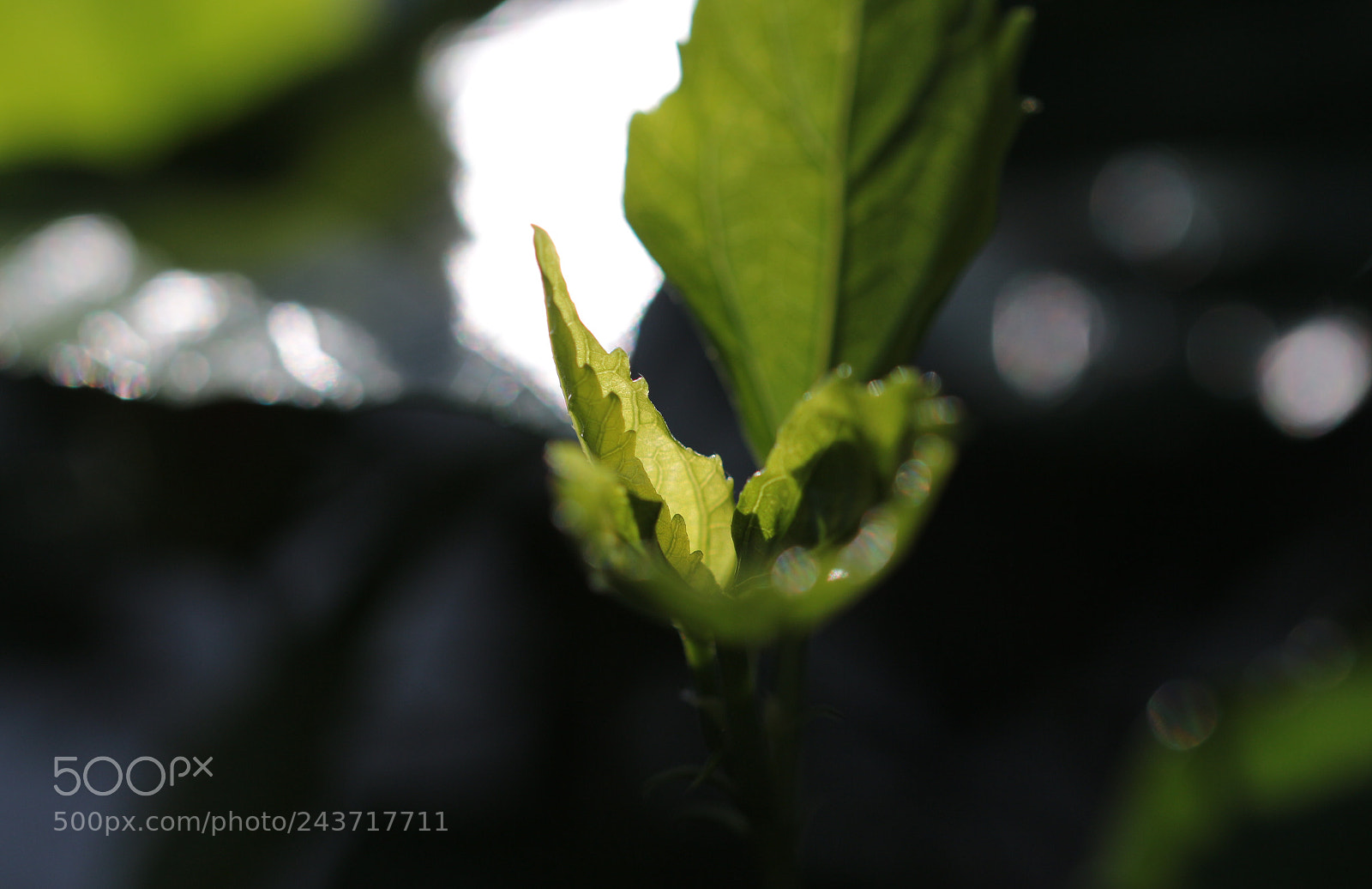 Canon EOS 650D (EOS Rebel T4i / EOS Kiss X6i) sample photo. New leaf shoot shining photography