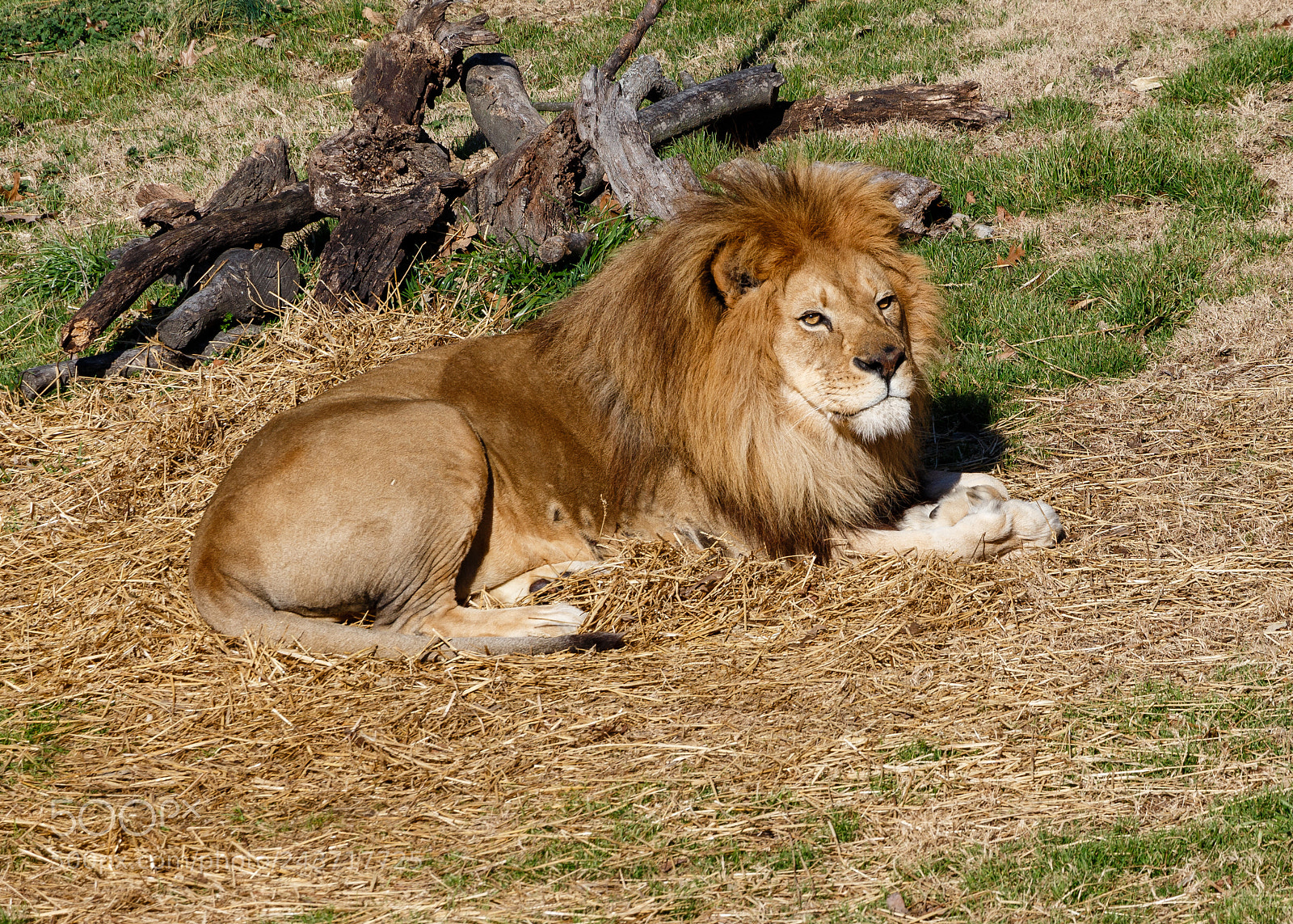 Canon EOS 700D (EOS Rebel T5i / EOS Kiss X7i) sample photo. Resting lion photography