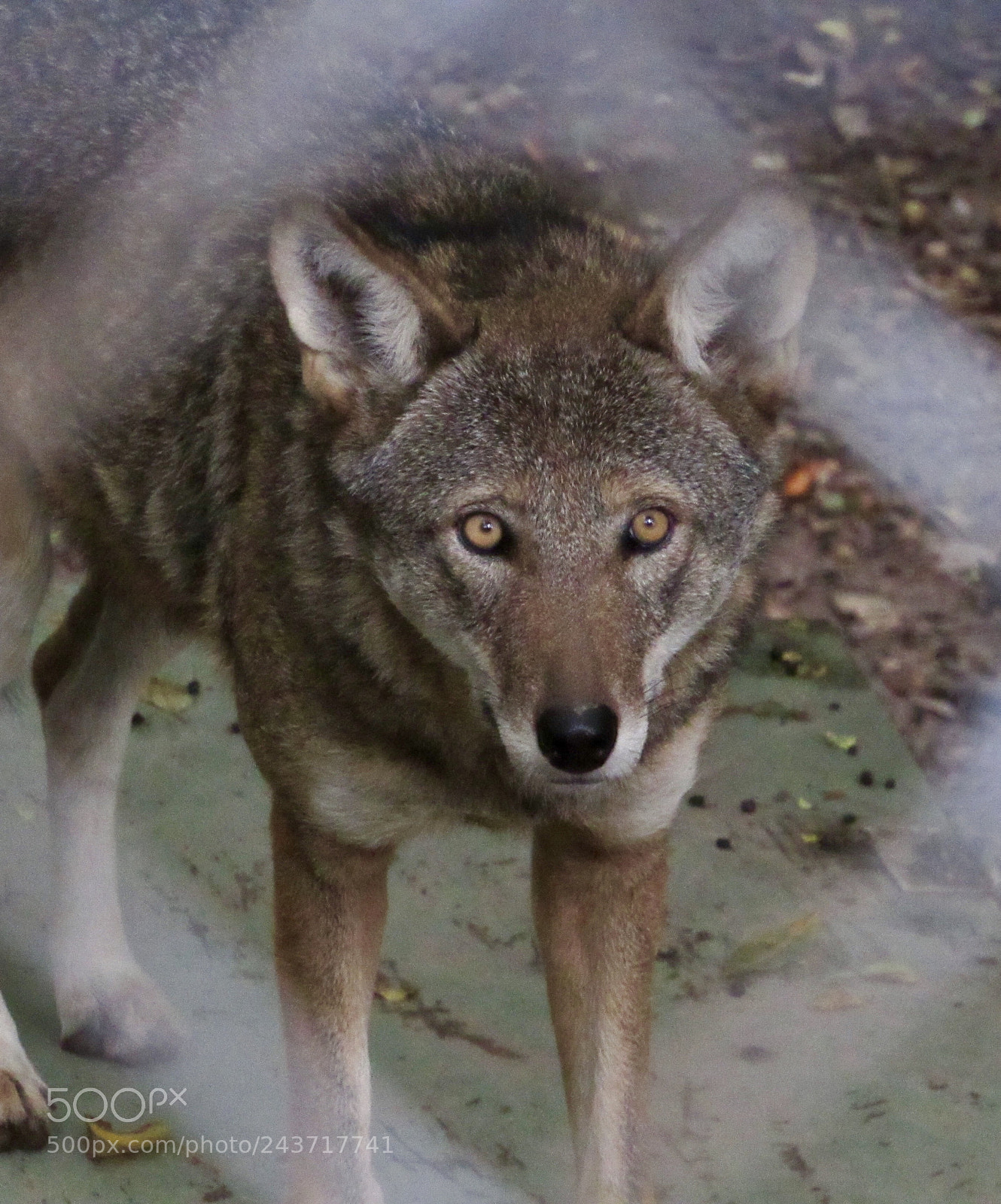 Canon PowerShot SX530 HS sample photo. Red wolf photography