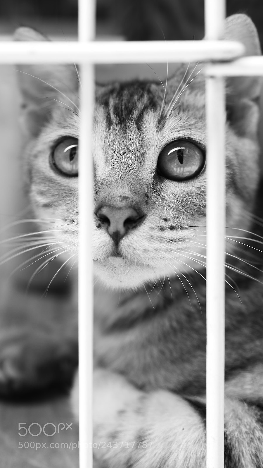 Sony a7R II sample photo. 猫 photography