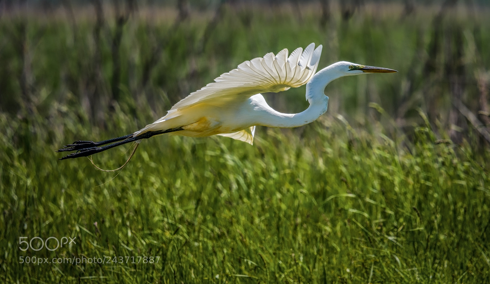 Nikon D500 sample photo. Great white egret photography