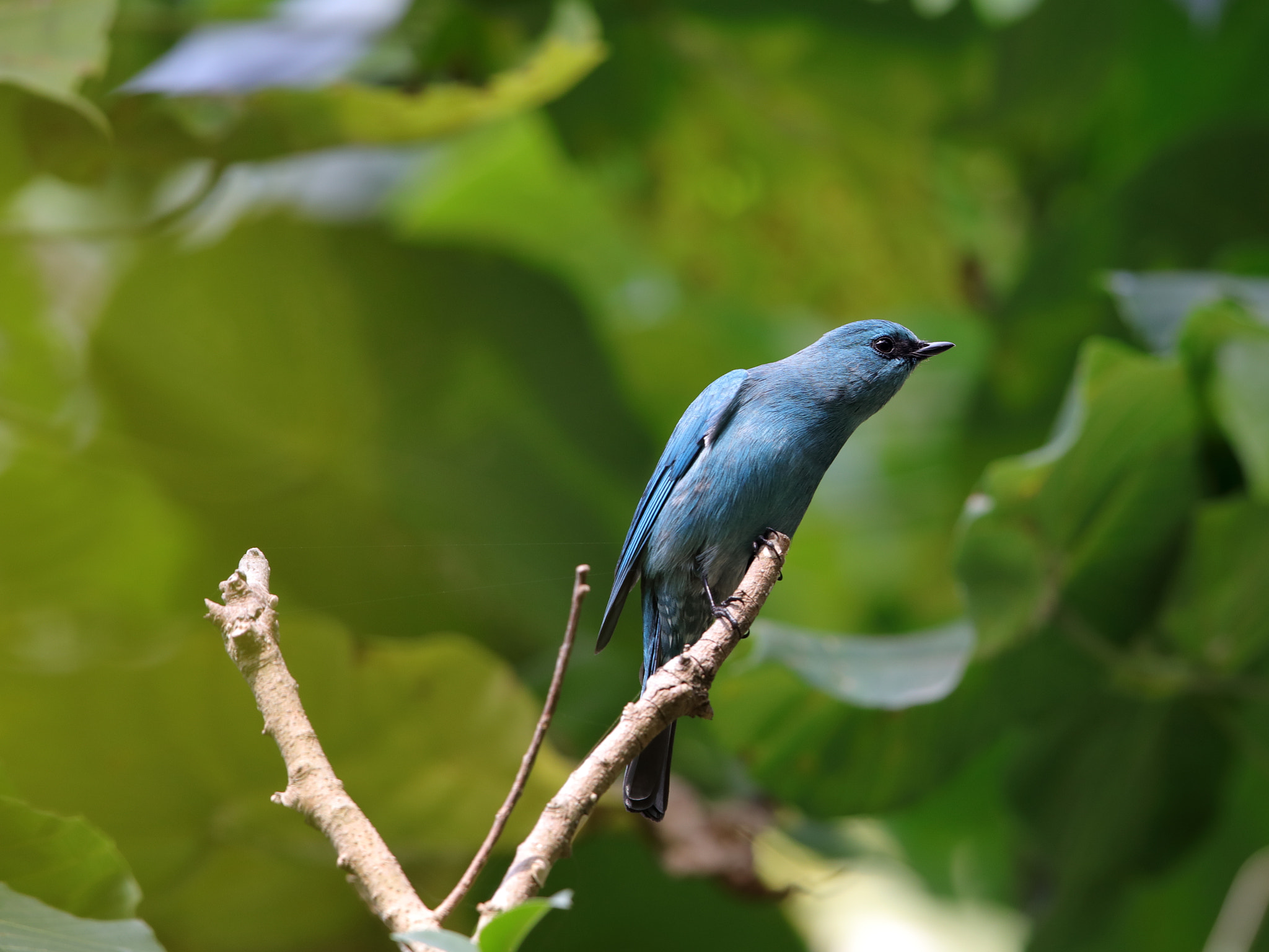 Canon EOS 5D Mark IV + Canon EF 600mm F4L IS II USM sample photo. Img photography