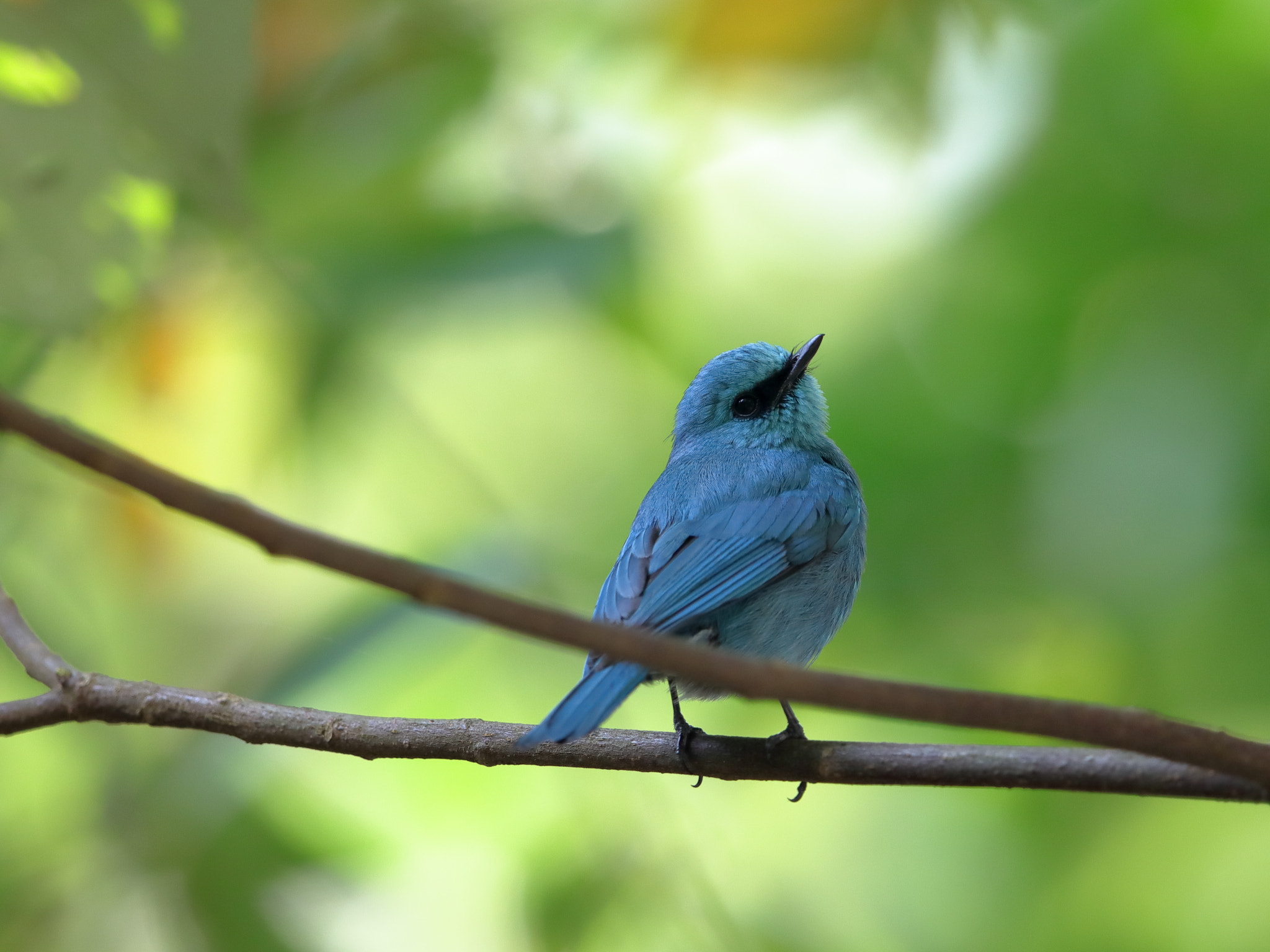 Canon EOS 5D Mark IV + Canon EF 600mm F4L IS II USM sample photo. Img photography