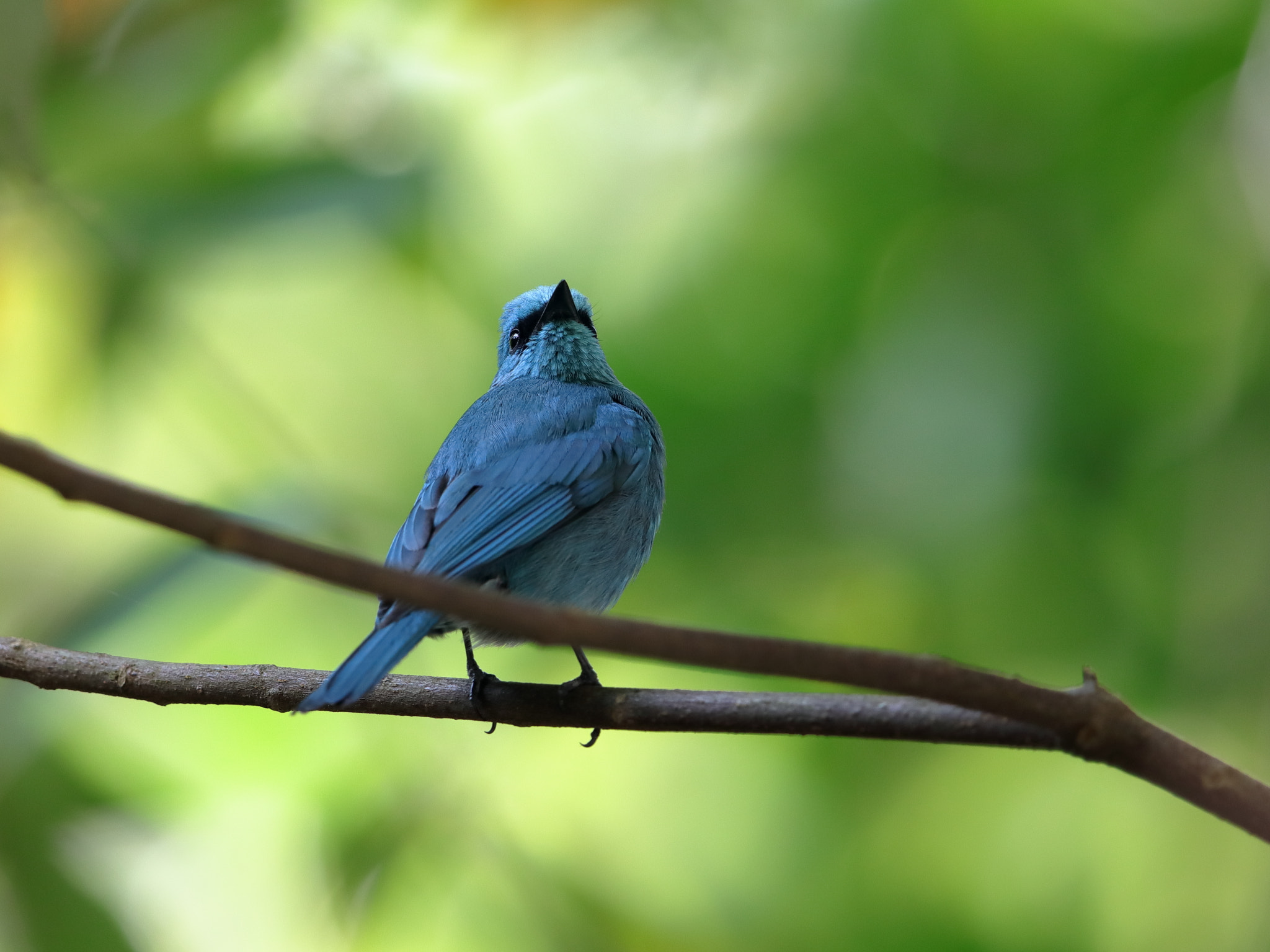 Canon EOS 5D Mark IV + Canon EF 600mm F4L IS II USM sample photo. Img photography