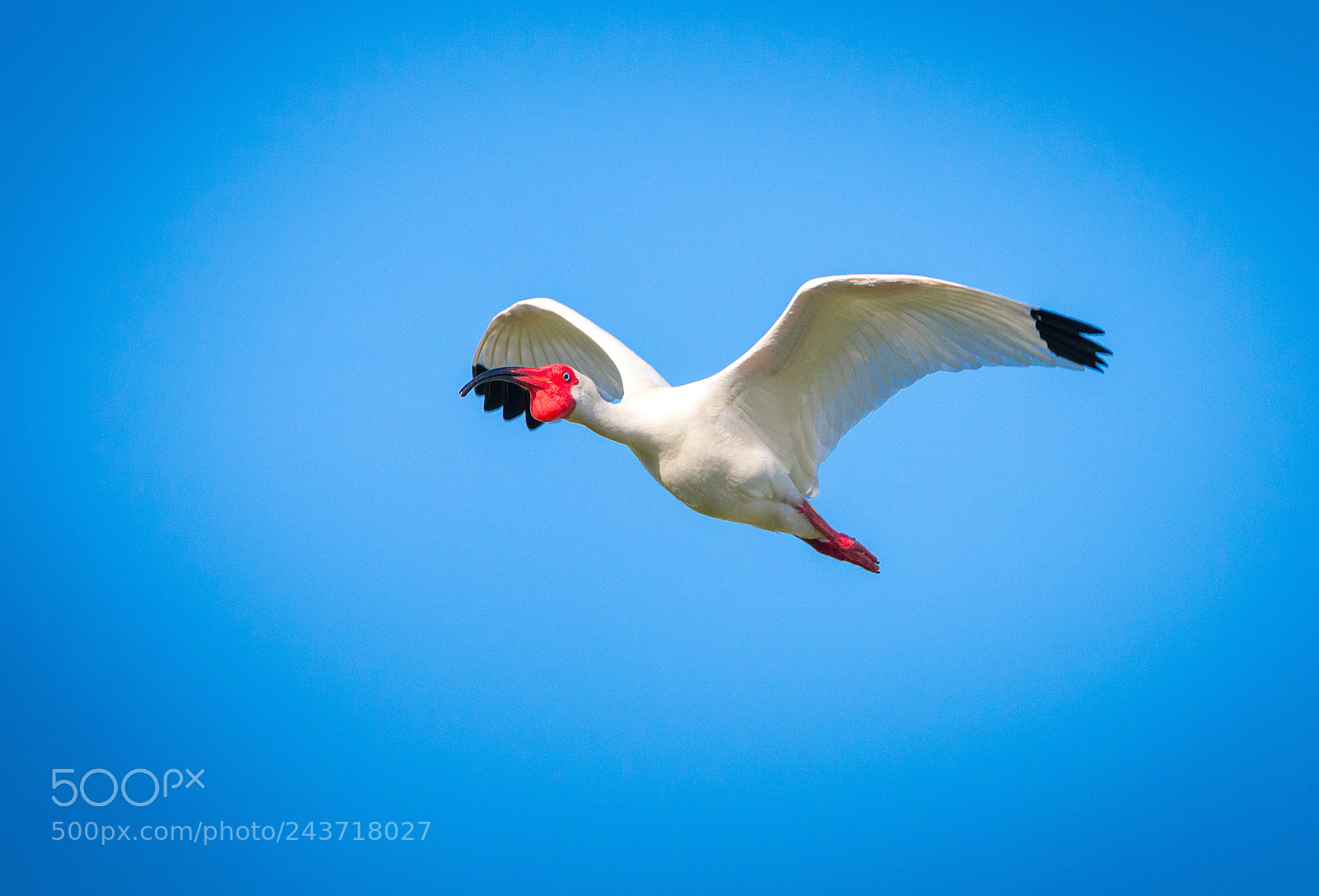 Nikon D610 sample photo. Flying ibis photography