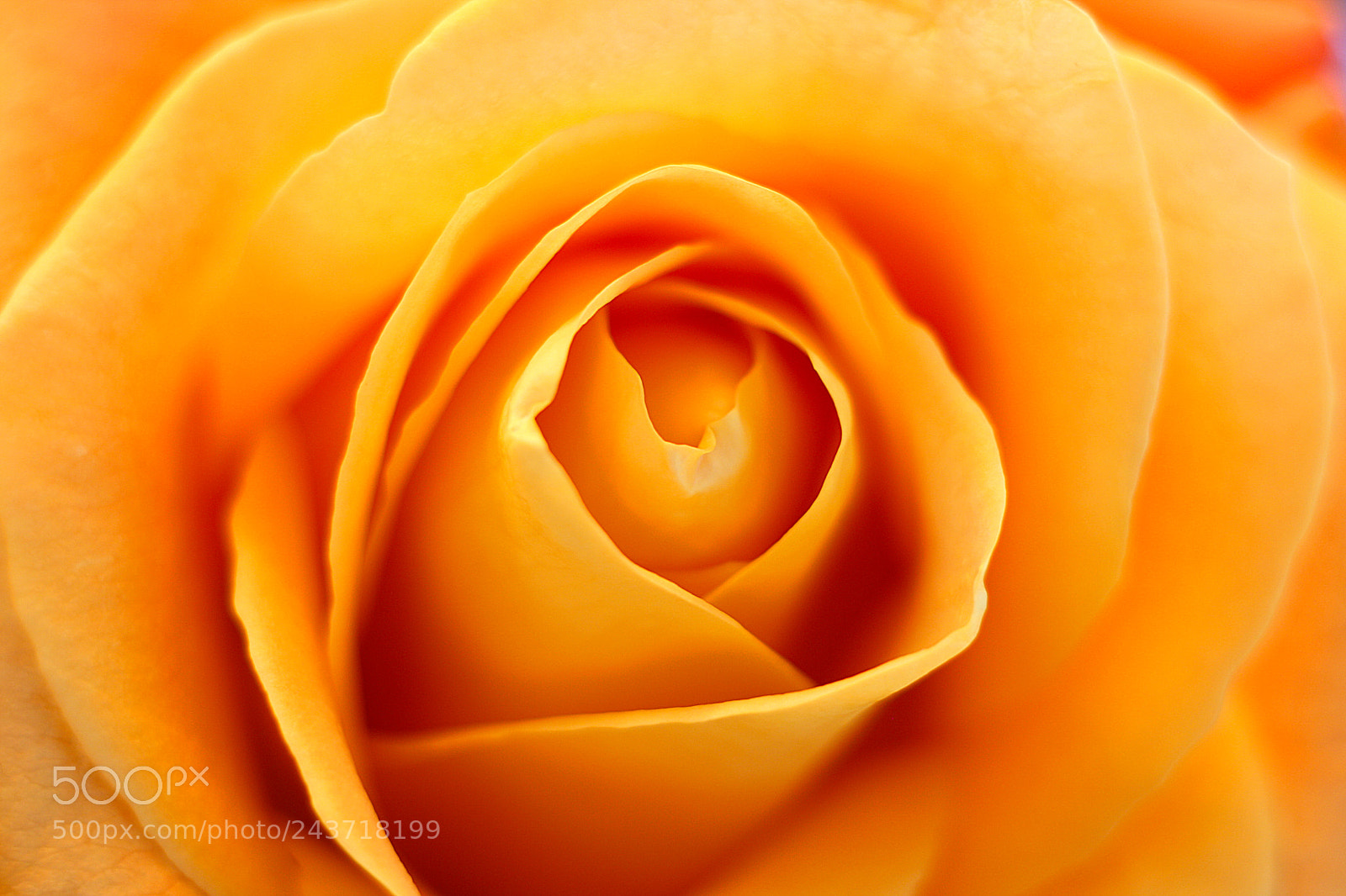 Canon EOS 1000D (EOS Digital Rebel XS / EOS Kiss F) sample photo. Soft yellow rose photography