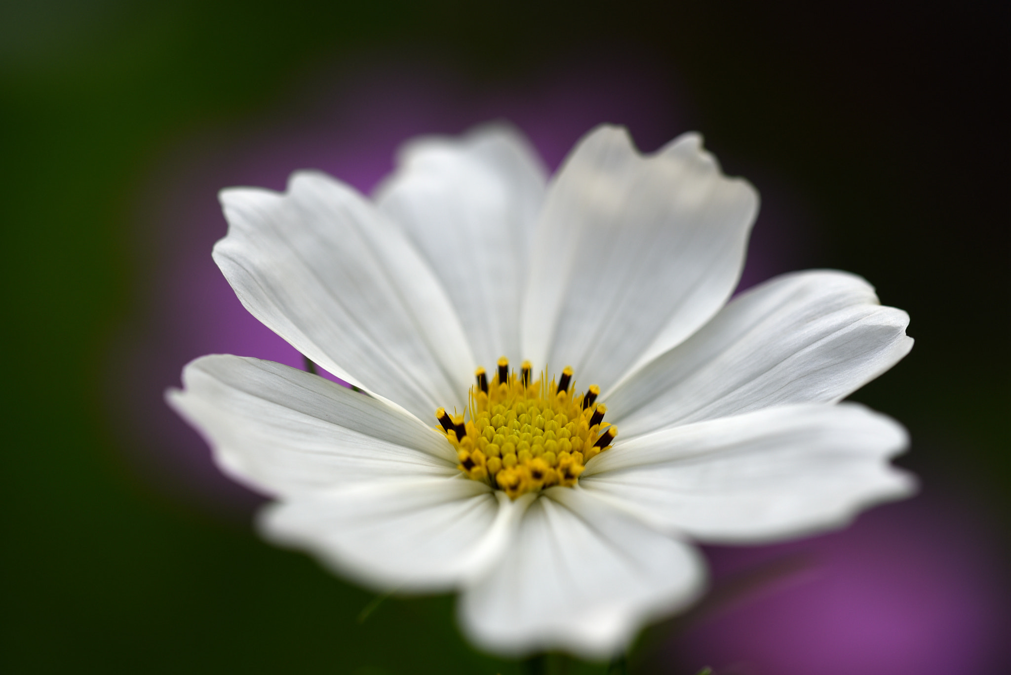 Sigma 105mm F2.8 EX DG OS HSM sample photo. 波斯菊 photography