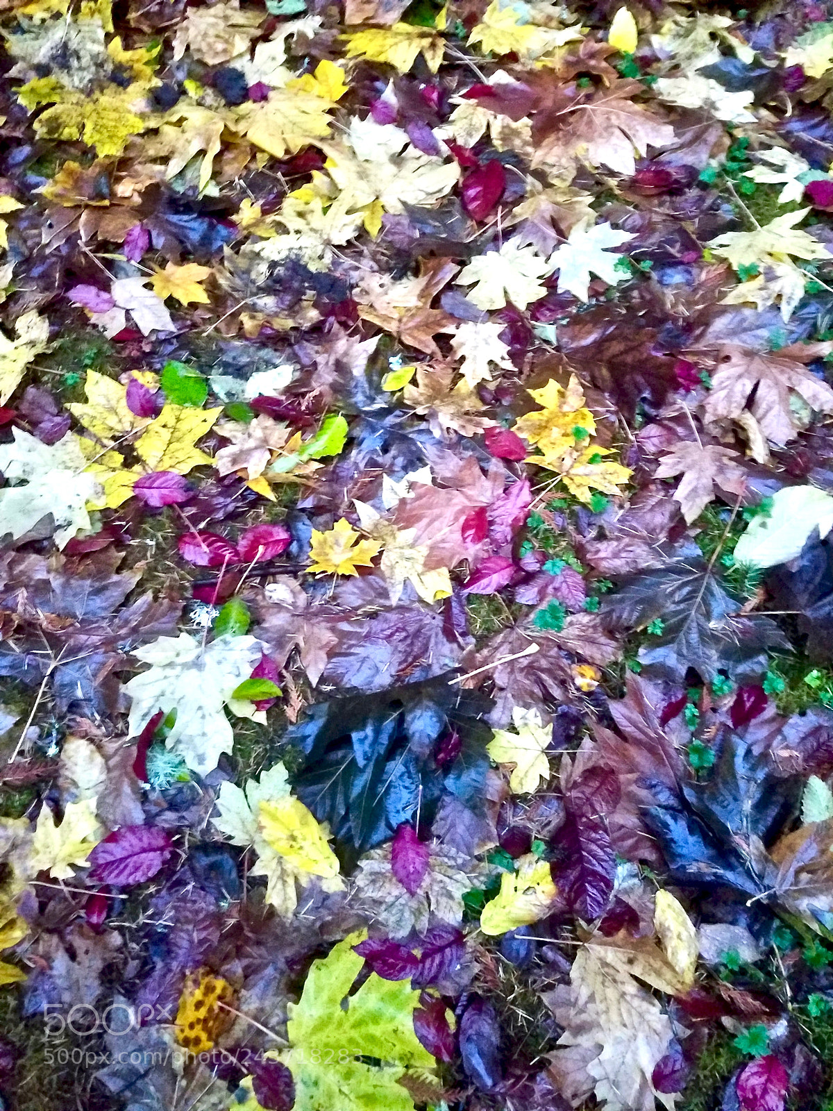 Samsung Galaxy S7 Edge sample photo. Kaleidoscope of leaves photography