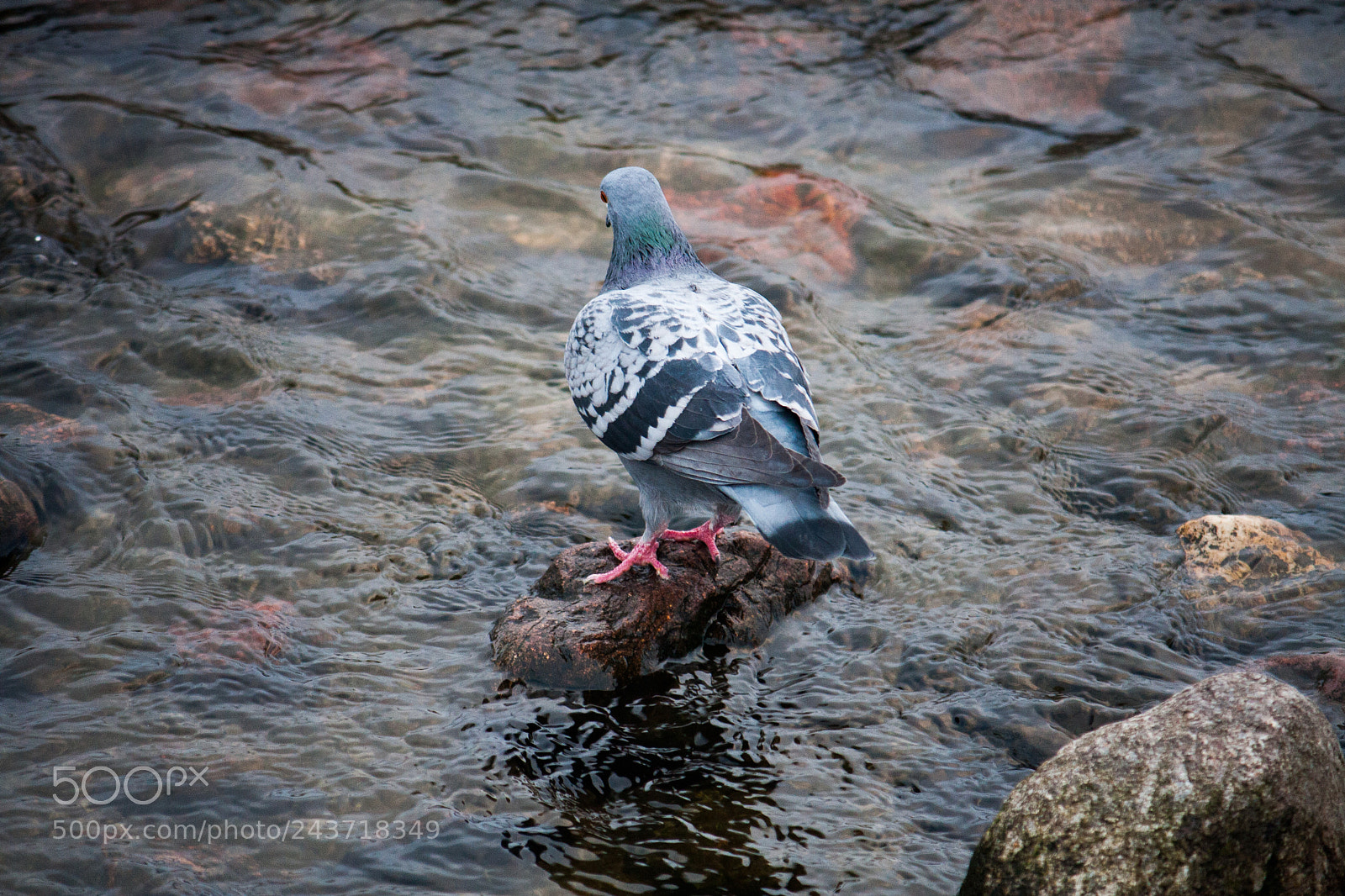 Canon EOS 40D sample photo. Pidgeon chilling on the photography