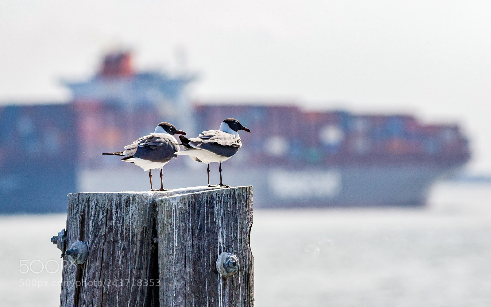 Canon EOS 7D Mark II sample photo. A bird's view photography