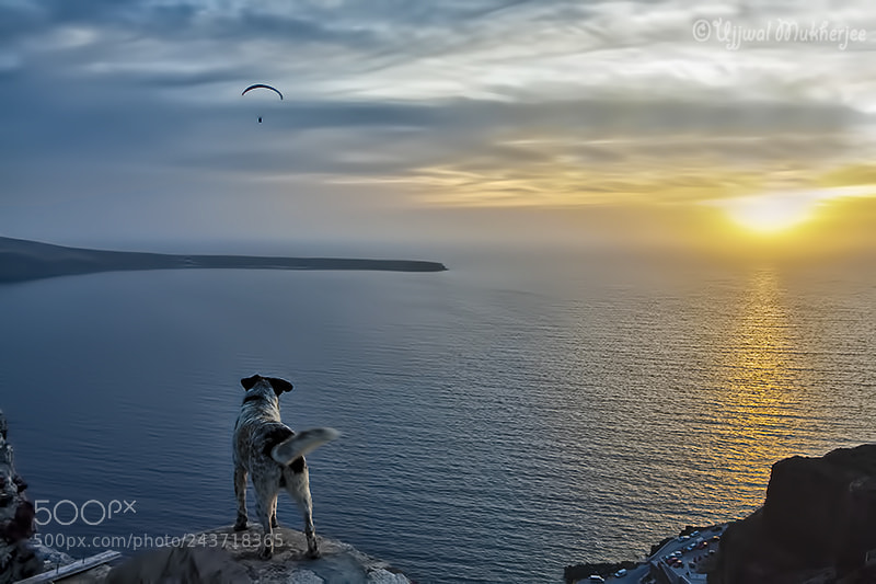 Canon EOS 5D sample photo. Waiting for his master photography