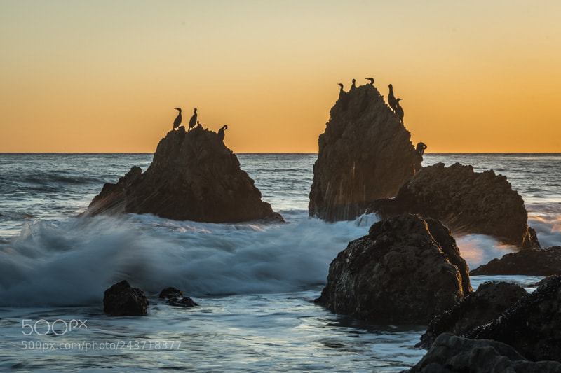 Nikon D500 sample photo. Birds at sunset, el photography