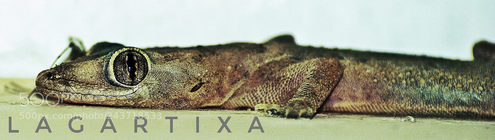 Sony Alpha DSLR-A330 sample photo. Brasilianische eidechse photography