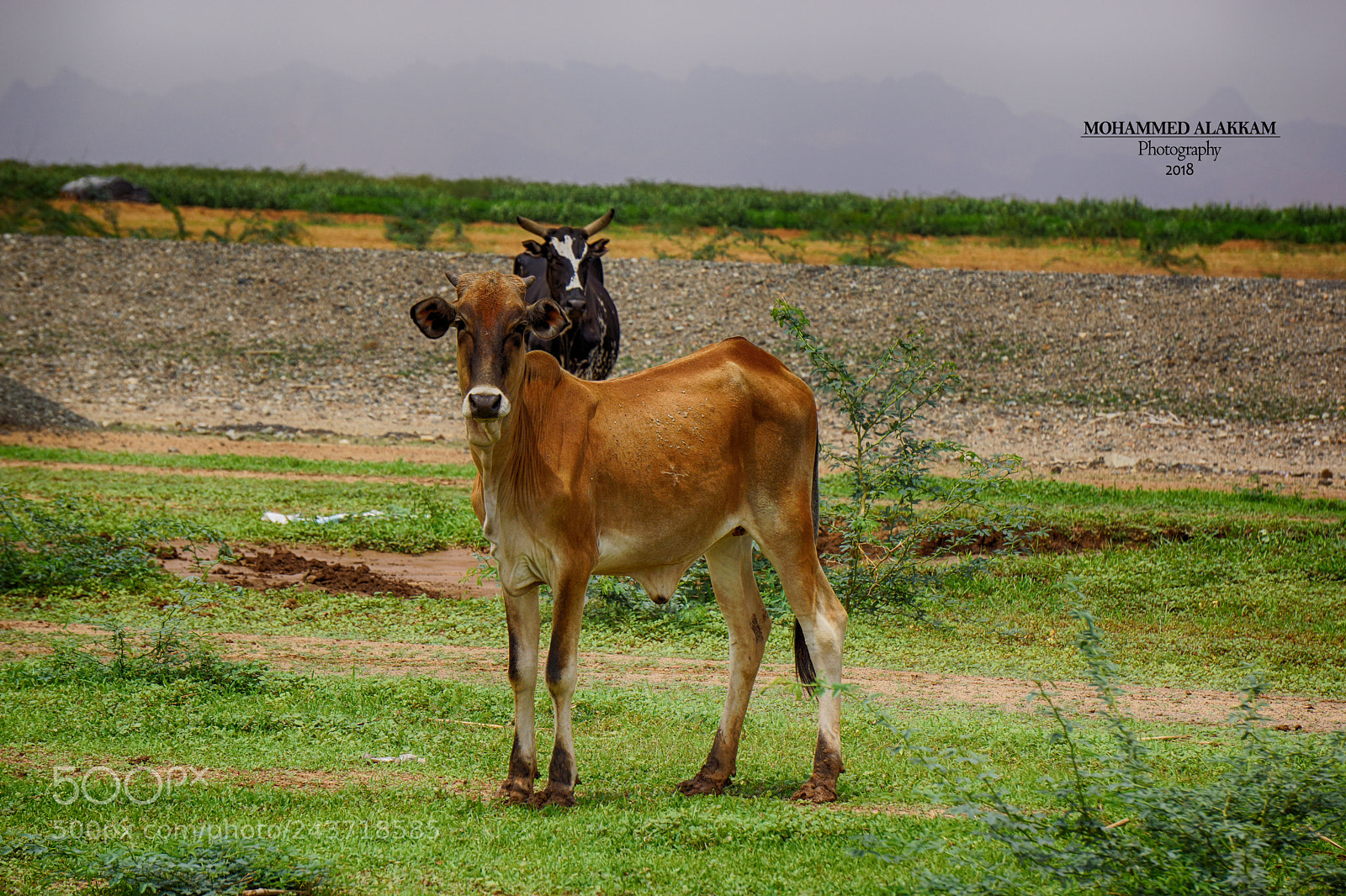 Sony Alpha NEX-7 sample photo. Untitled photography