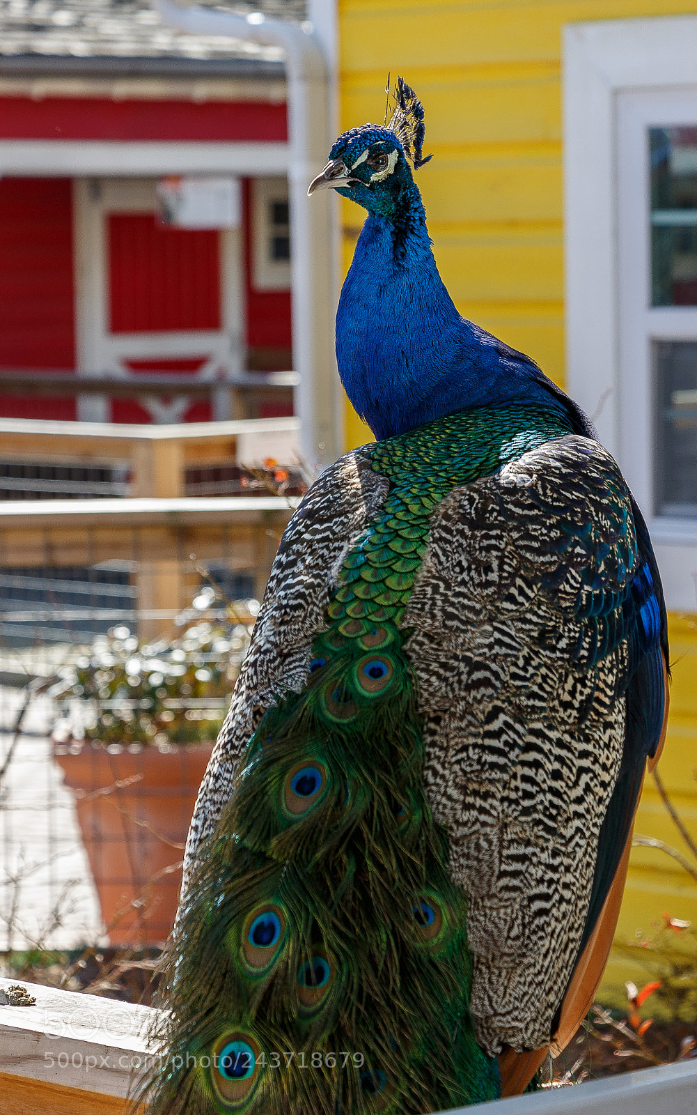 Canon EOS 700D (EOS Rebel T5i / EOS Kiss X7i) sample photo. Resting peacock photography